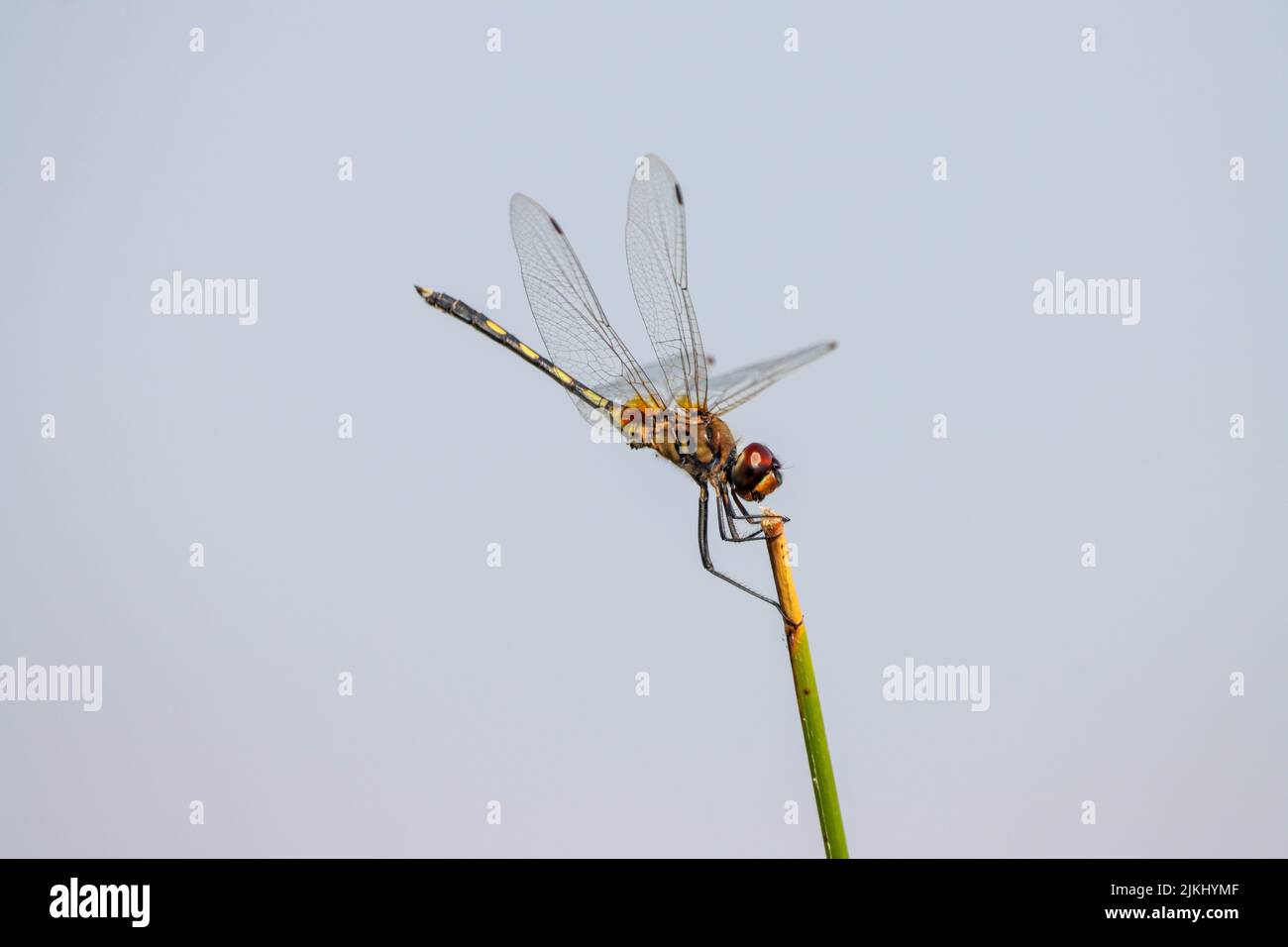 Un primo piano di una libellula su un fusto di una pianta Foto Stock