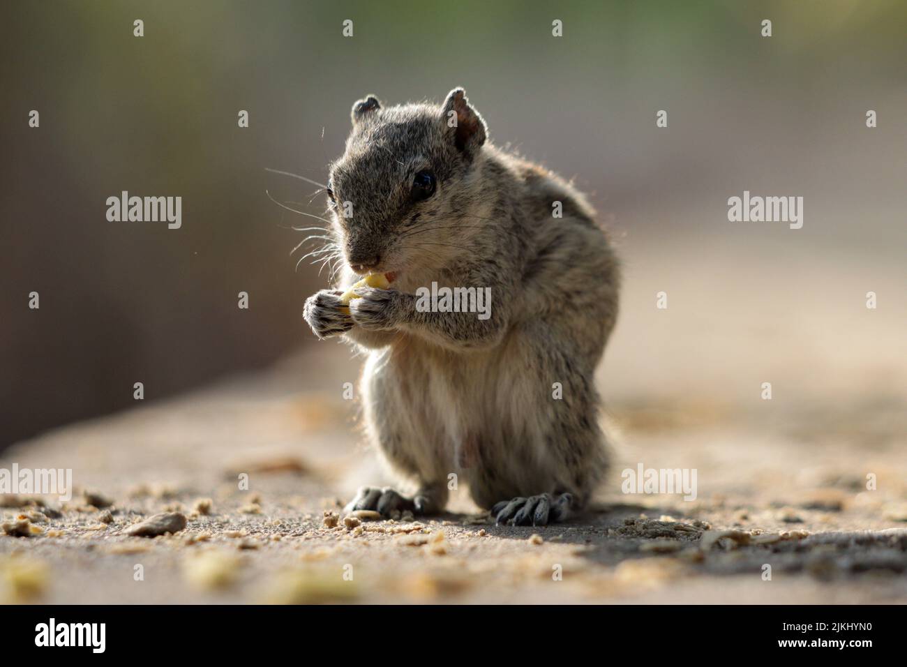 Un primo piano di un chipmunk che mangia una noce Foto Stock