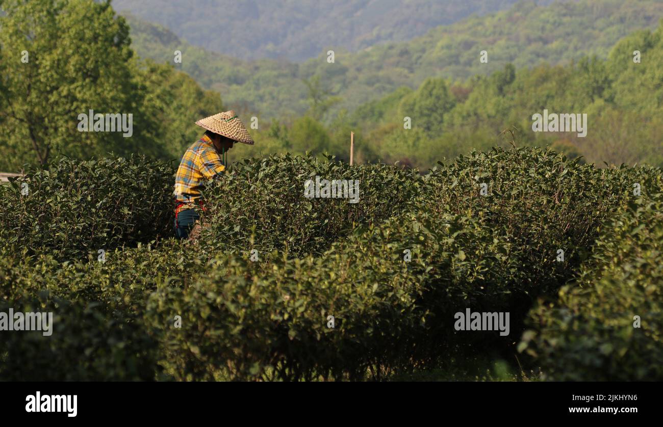 Una bella foto di un agricoltore cinese durante la piantagione di tè, stagione di raccolta a Hangzhou, Cina Foto Stock