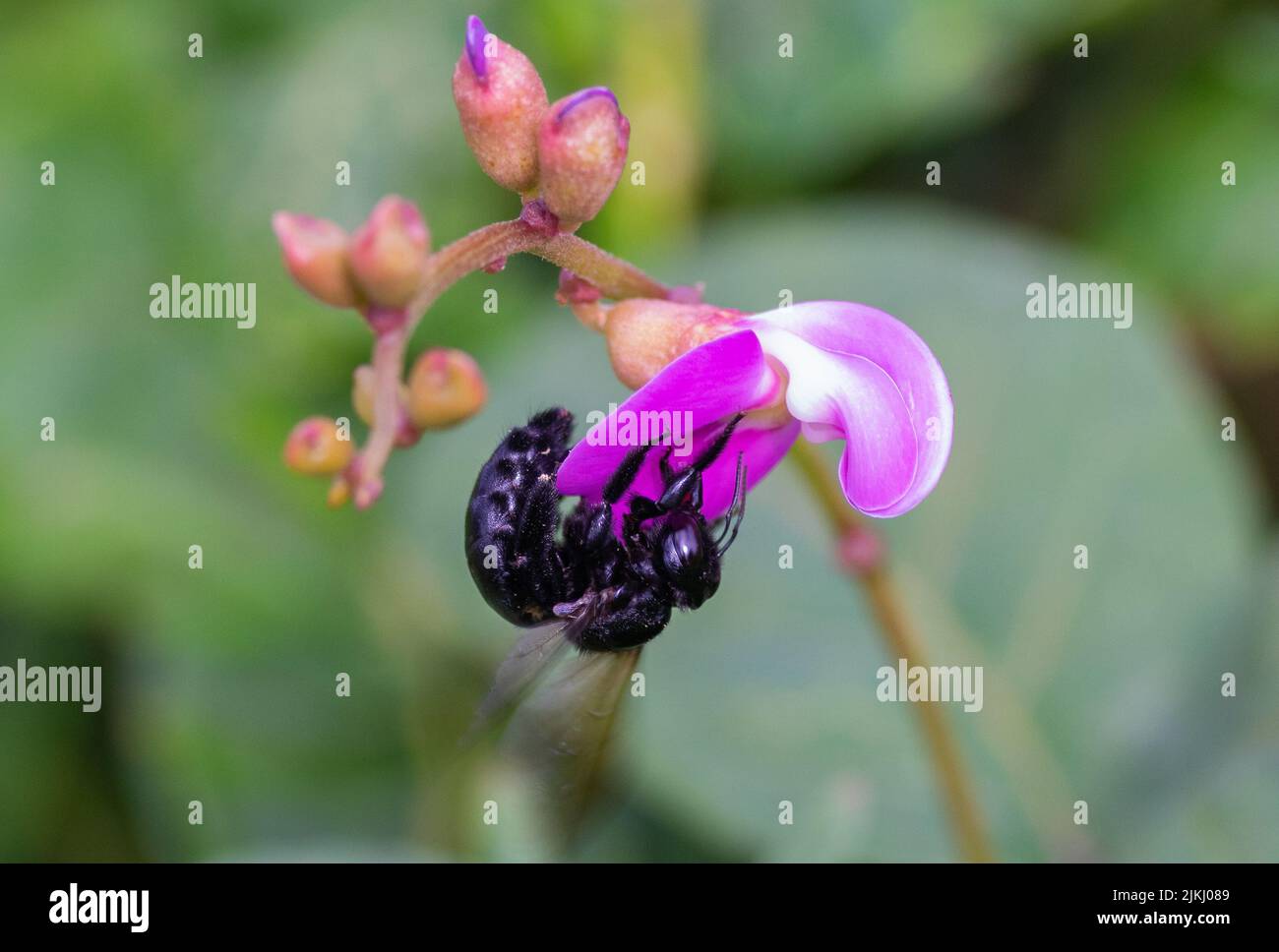 Un primo piano di un'ape nera su un fiore rosa Foto Stock