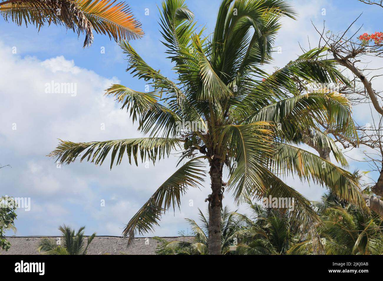 Un albero di cocco sulla riva su uno sfondo blu cielo nuvoloso Foto Stock