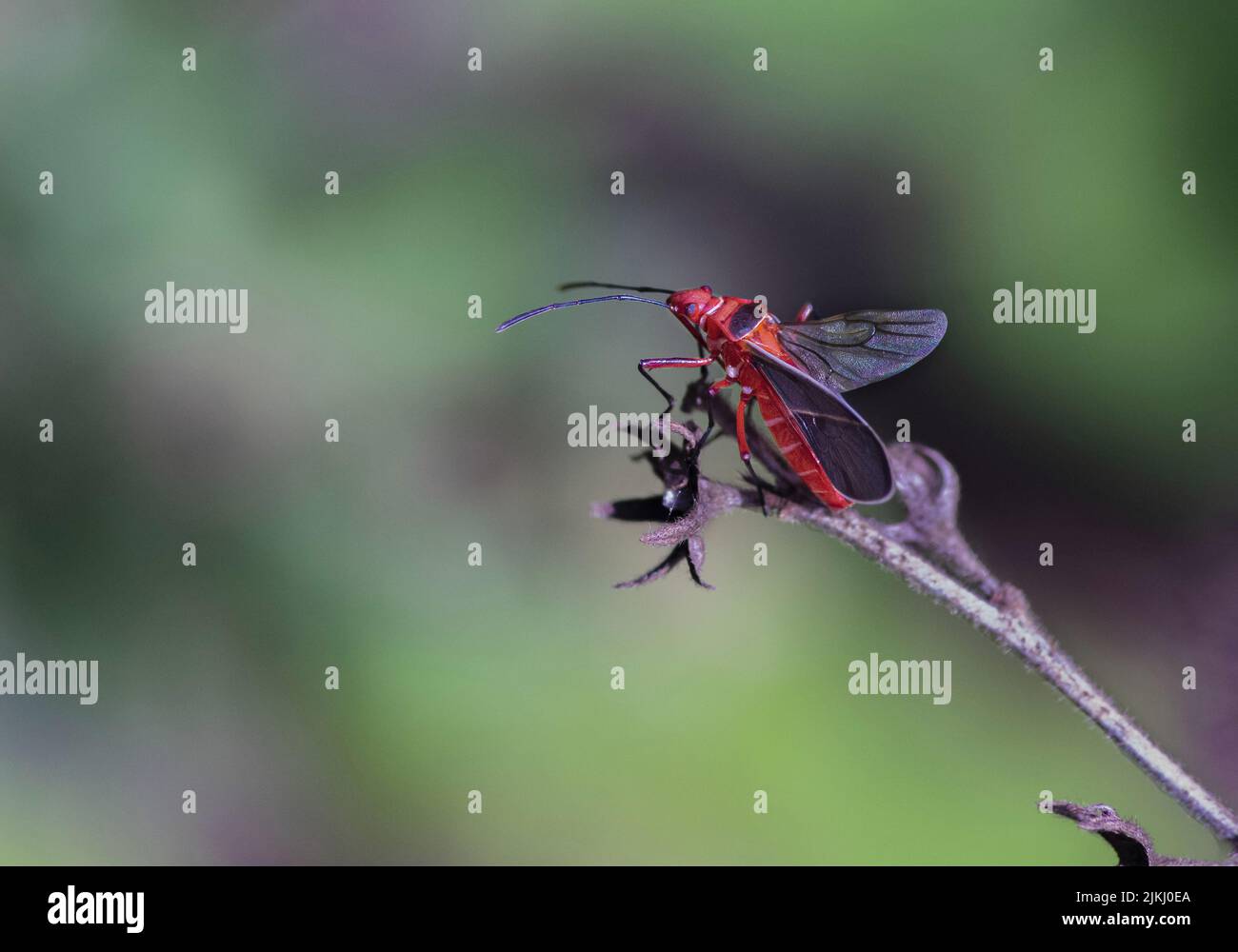 Un primo piano di un insetto rosso su una pianta in un giardino Foto Stock