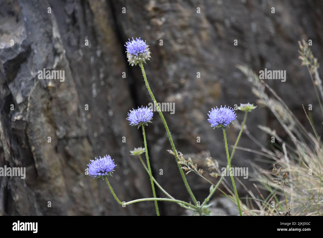 Sei gambi di pecora-bit (Jasioue montana) Fiori blu in primo piano, contro uno sfondo di roccia costiera grigia, preso sull'isola di Man, Regno Unito in giugno Foto Stock