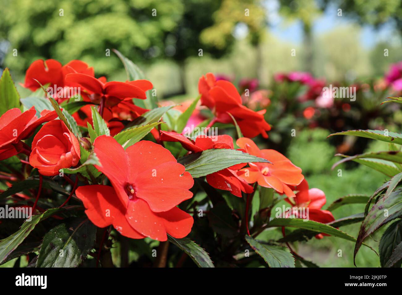 Un primo piano di impatiens rosso della Nuova Guinea nel giardino con sfondo sfocato Foto Stock