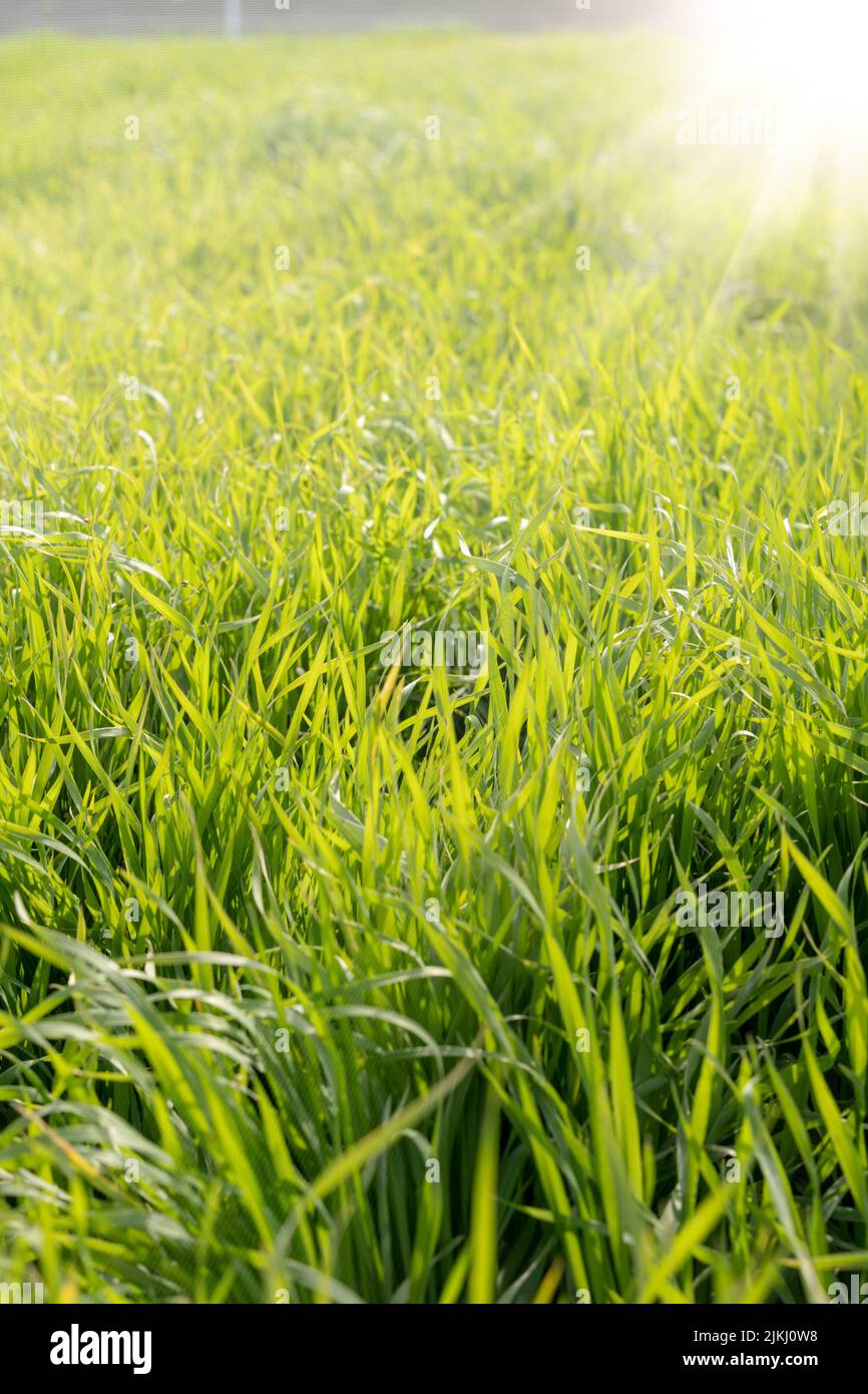 Un colpo verticale di raggi di sole che cadono sull'erba crescente Foto Stock