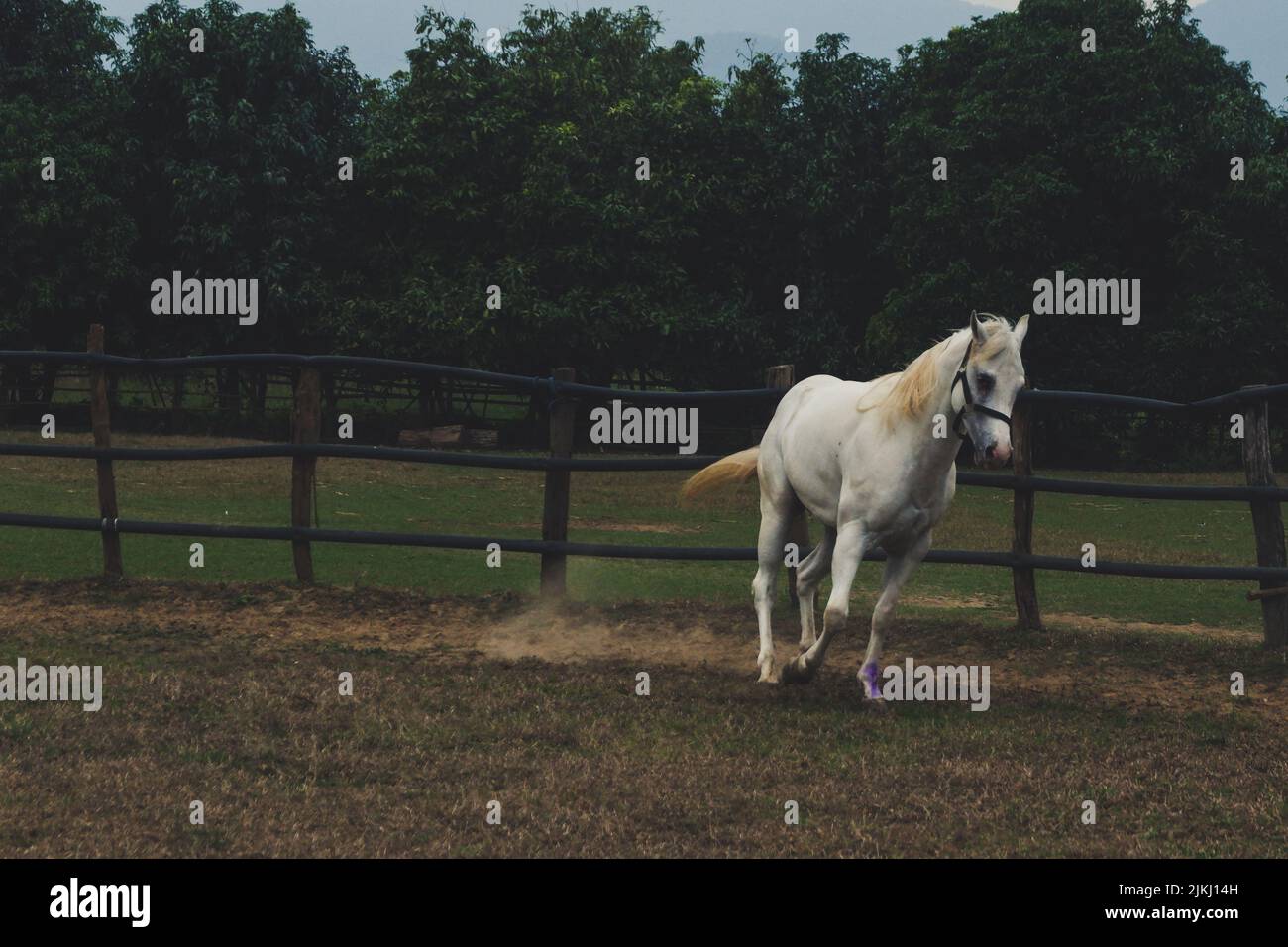 Un bel colpo di un American Quarter Horse che corre in una penna rotonda per un terreno polveroso con alberi Foto Stock