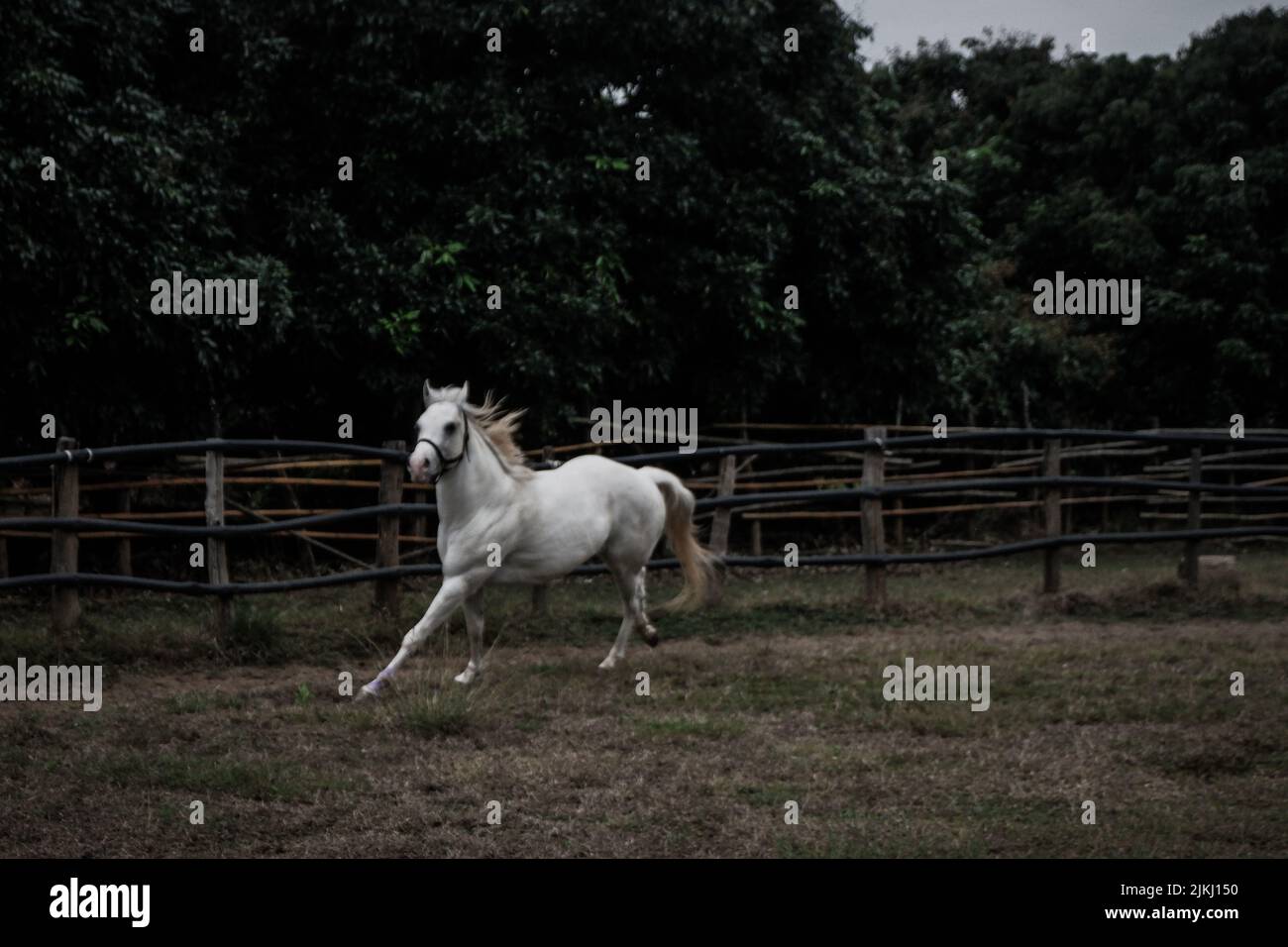 Un bel colpo di un American Quarter Horse che corre in una penna rotonda per un terreno polveroso con alberi Foto Stock