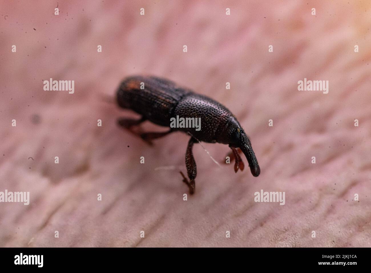 Una macro vista di un insetto nero True weevil Foto Stock