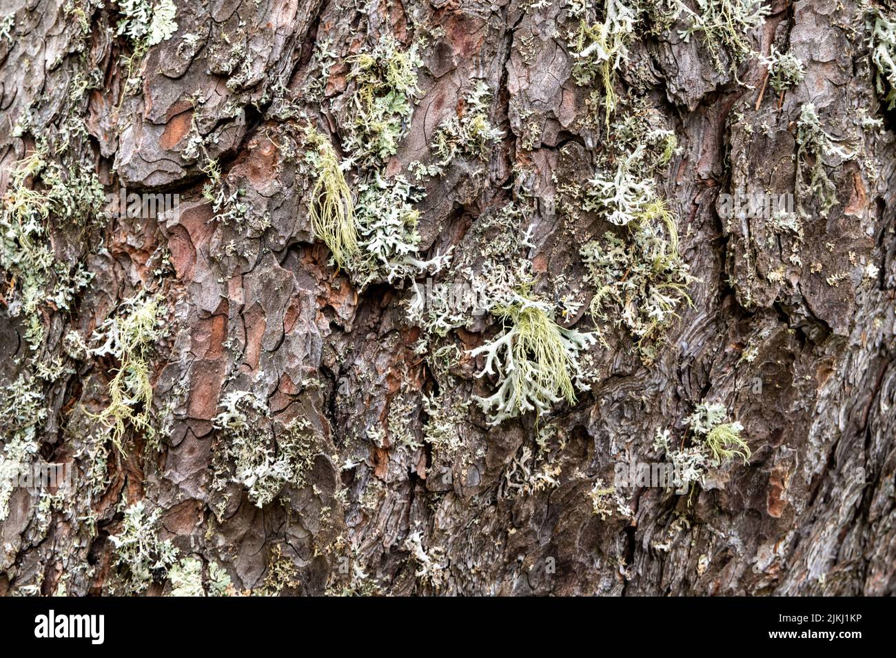 Un albero ricoperto di licheni foliosi e licheni frutticosi shrubby. Parmotrema perlatum sulla metà superiore del tronco Foto Stock