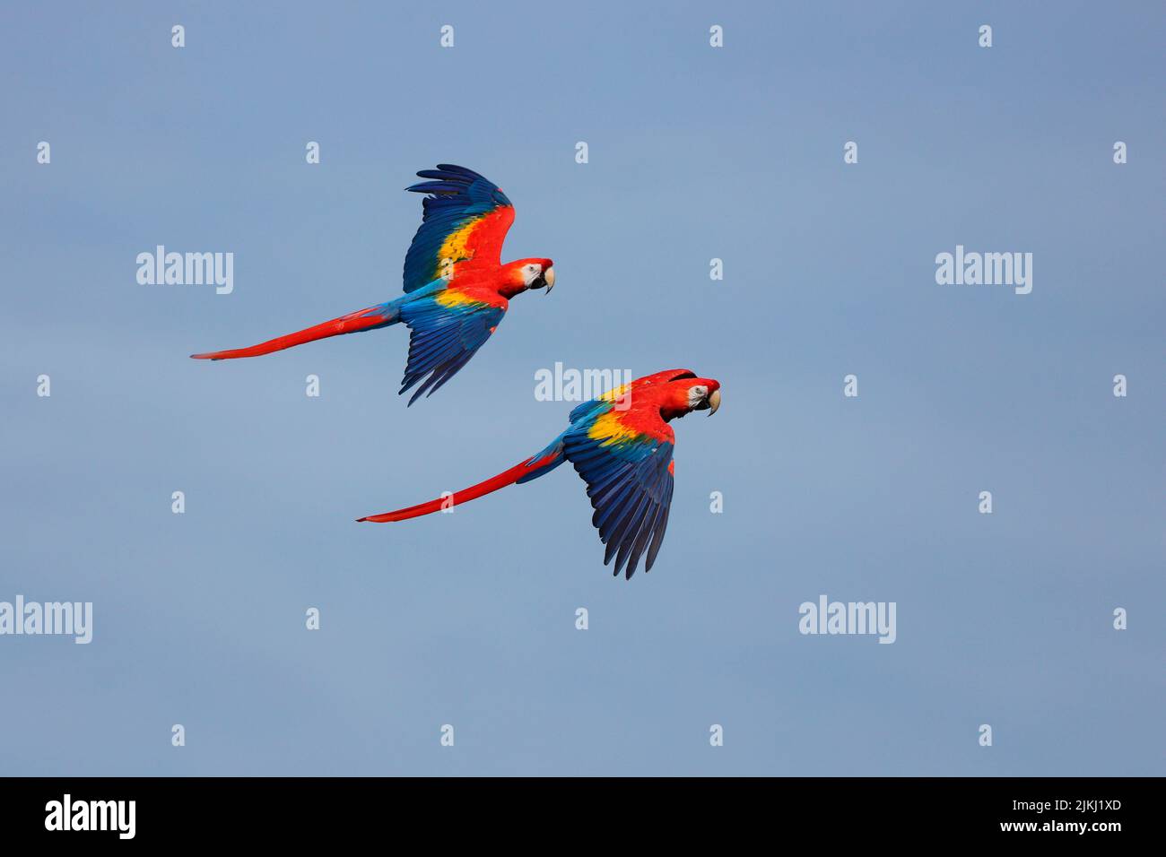 Scarlatto macaw (Ara macao), macaw rosso brillante, Arakanga in volo Foto Stock