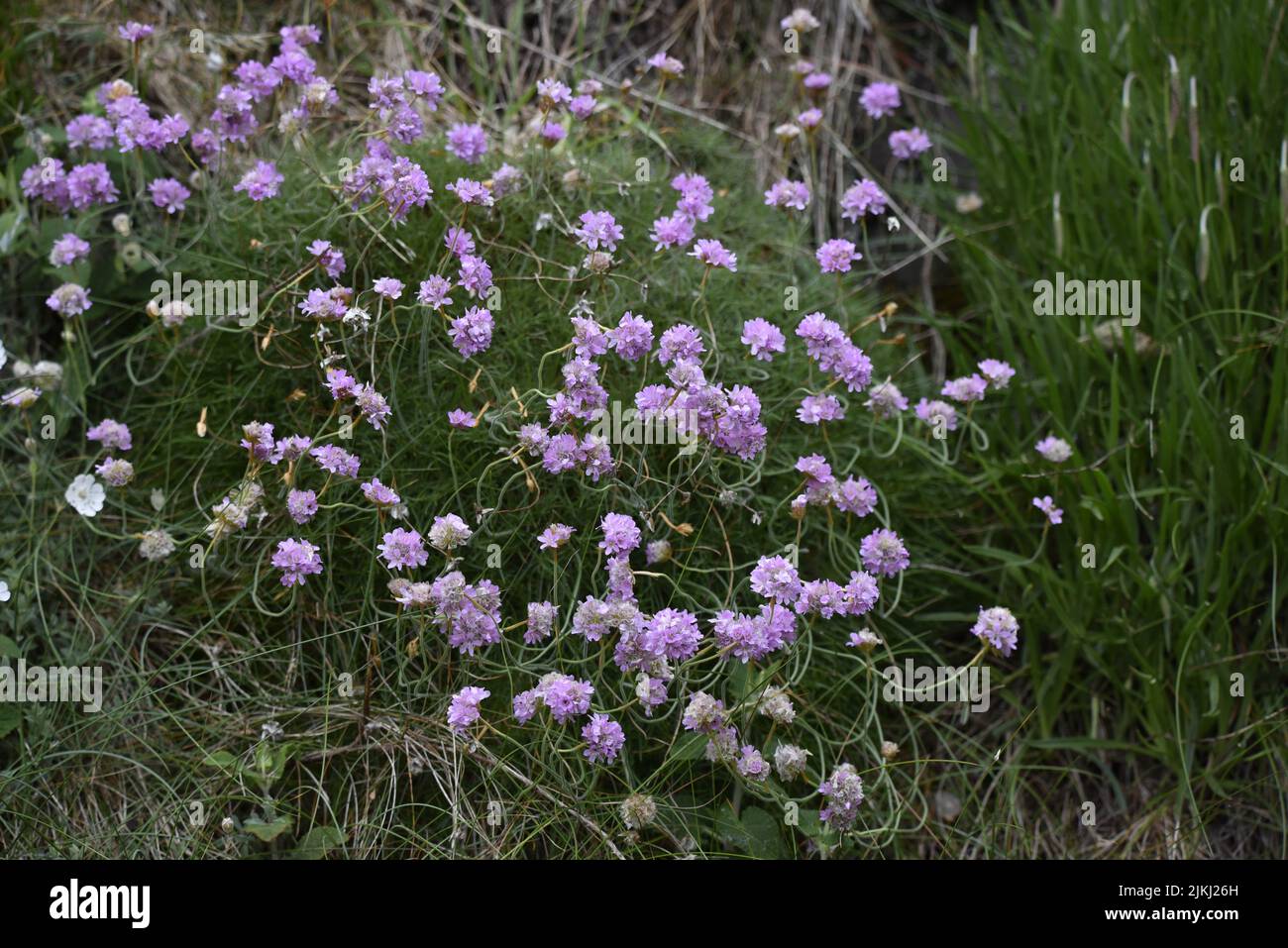Carpet rosa denso di Thrift (Armeria maritima) in primo piano di immagine, contro uno sfondo verde erba, sull'isola di Man, Regno Unito in primavera Foto Stock