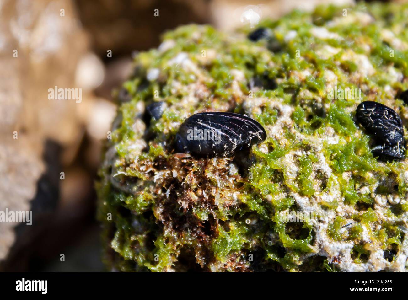 Piccole pietre nere su una roccia ricoperta di alghe, mare Adriatico, Croazia Foto Stock