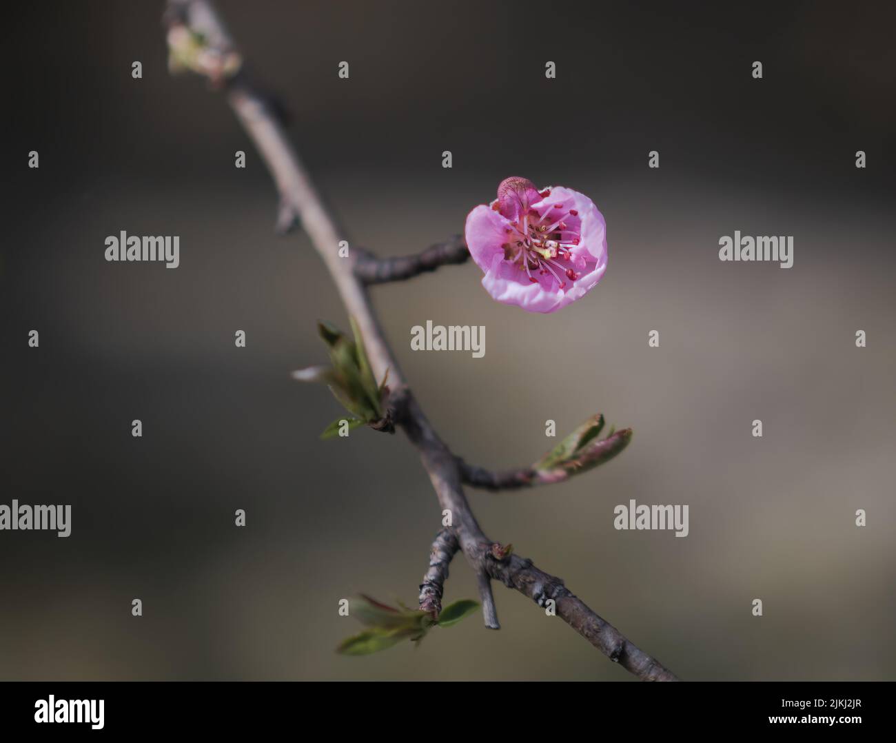 Un primo piano di germogli nettarini rosa che sbocciano su ramoscelli con uno sfondo sfocato Foto Stock