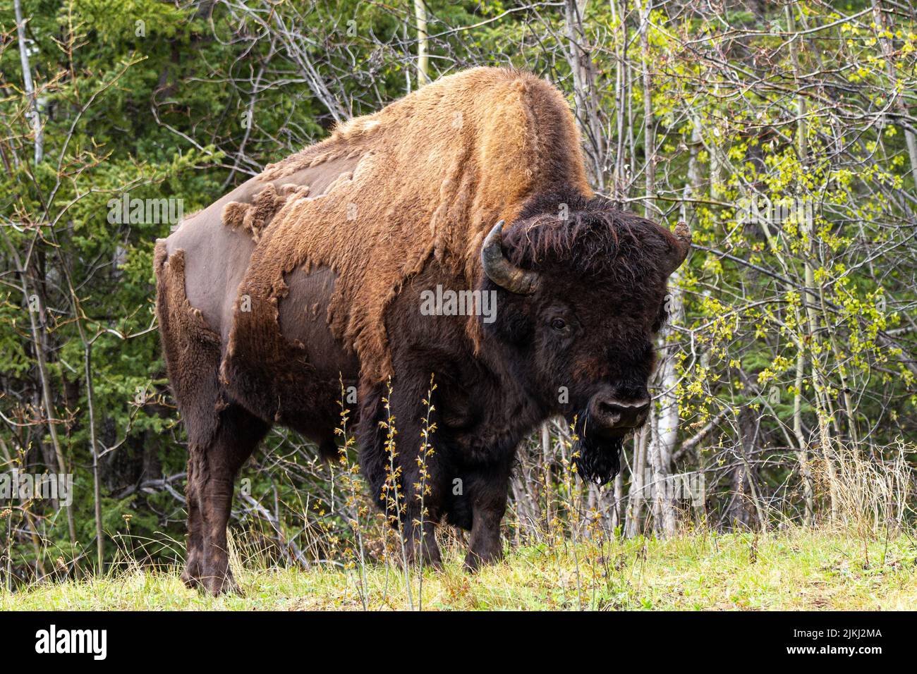 Il Bison sulla Alaska Highway Foto Stock Il Bison sulla Alaska Highway Foto Stock