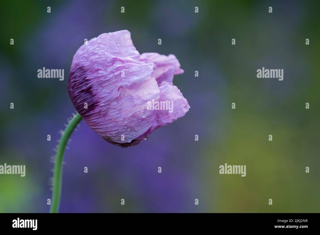 Delicato fiore viola di papavero ornamentale (Papaver) con goccia d'acqua, Germania Foto Stock