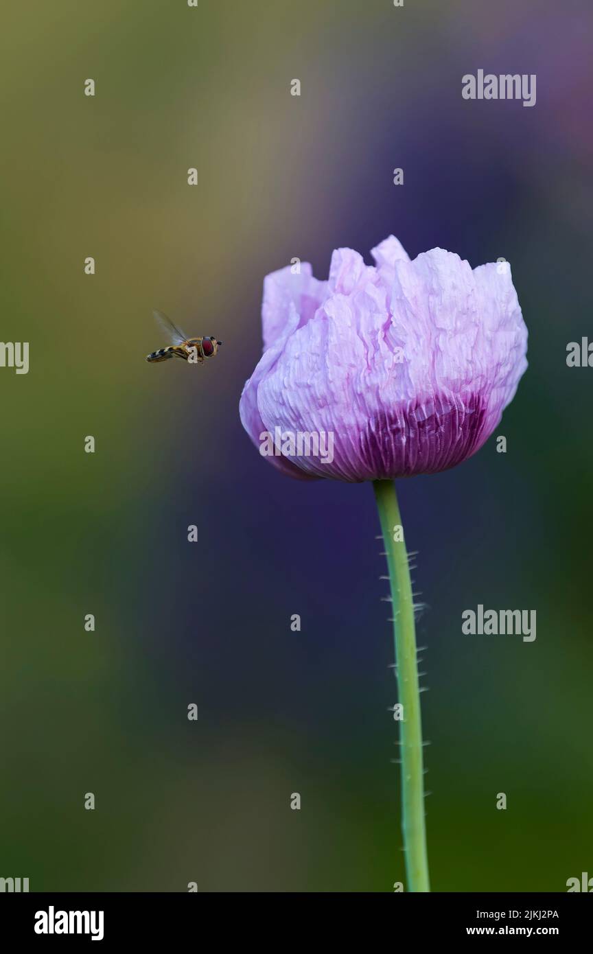 Un hoverfly vola ad un fiore del papavero ornamentale (Papaver), Germania Foto Stock