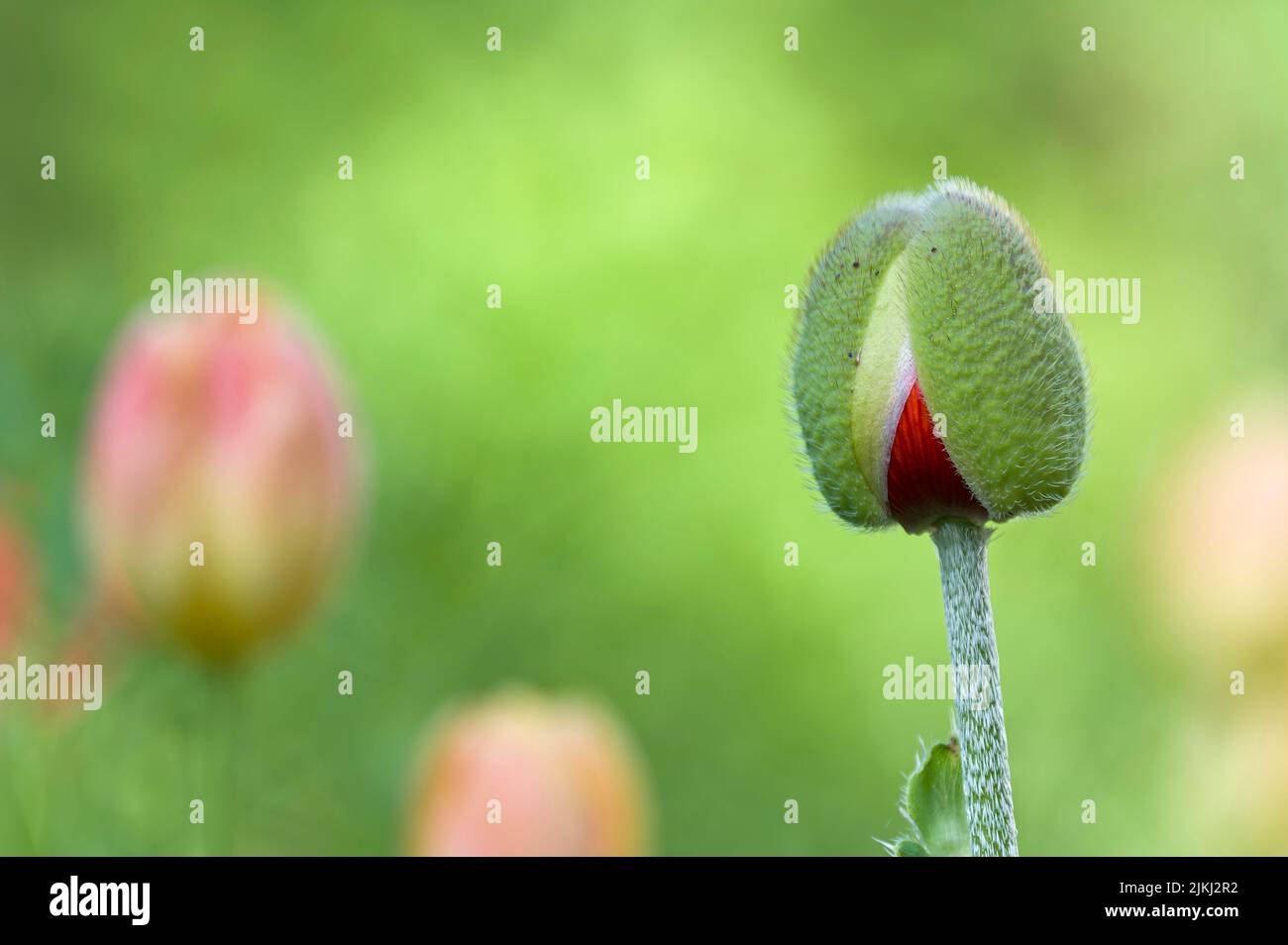 Fiore germoglio del papavero orientale (Papaver orientale), tra i sepali pelosi il rosso dei petali sta già piovendo fuori, Germania Foto Stock