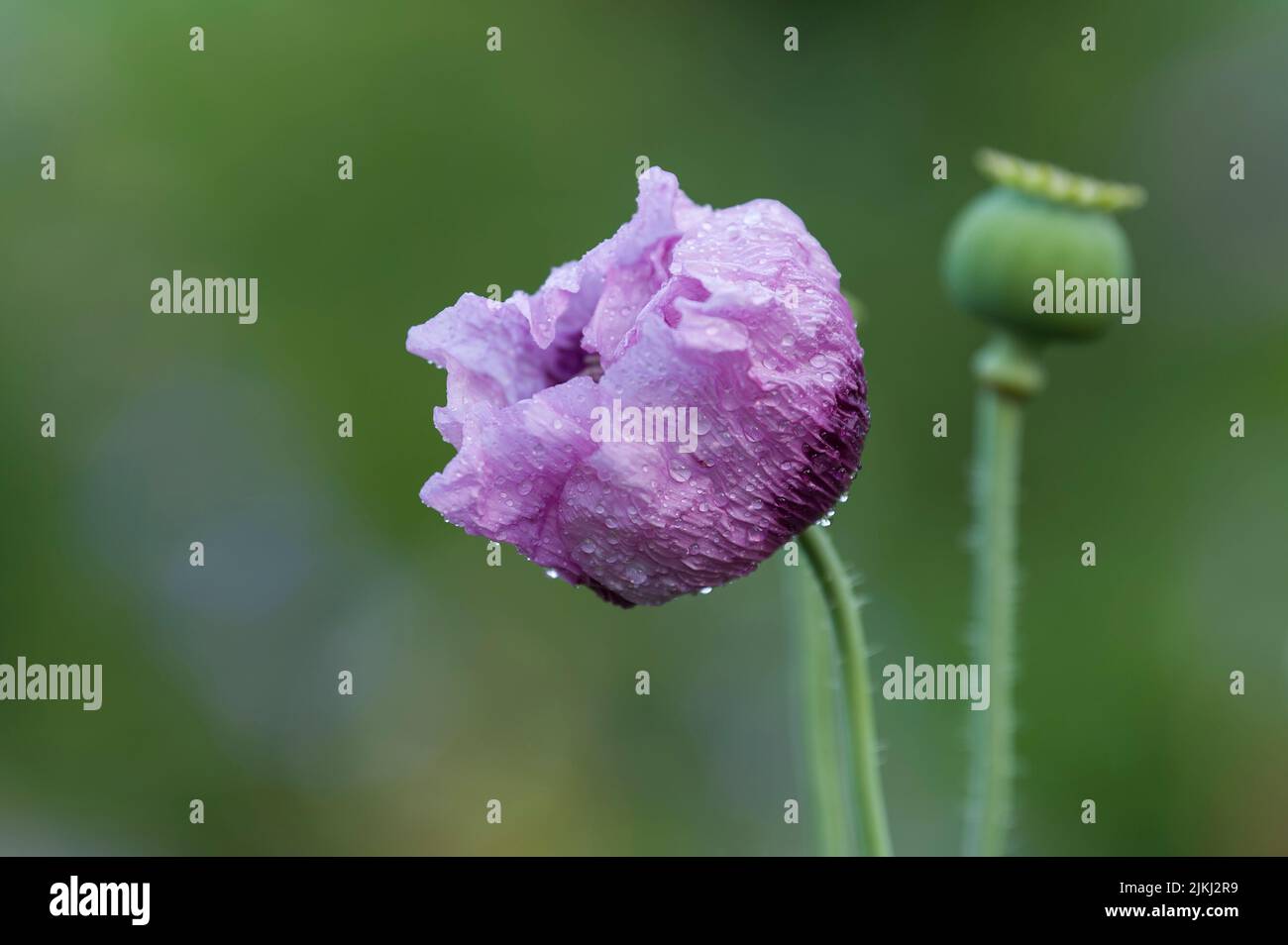 Delicato fiore viola di papavero ornamentale (Papaver) con goccia d'acqua, Germania Foto Stock