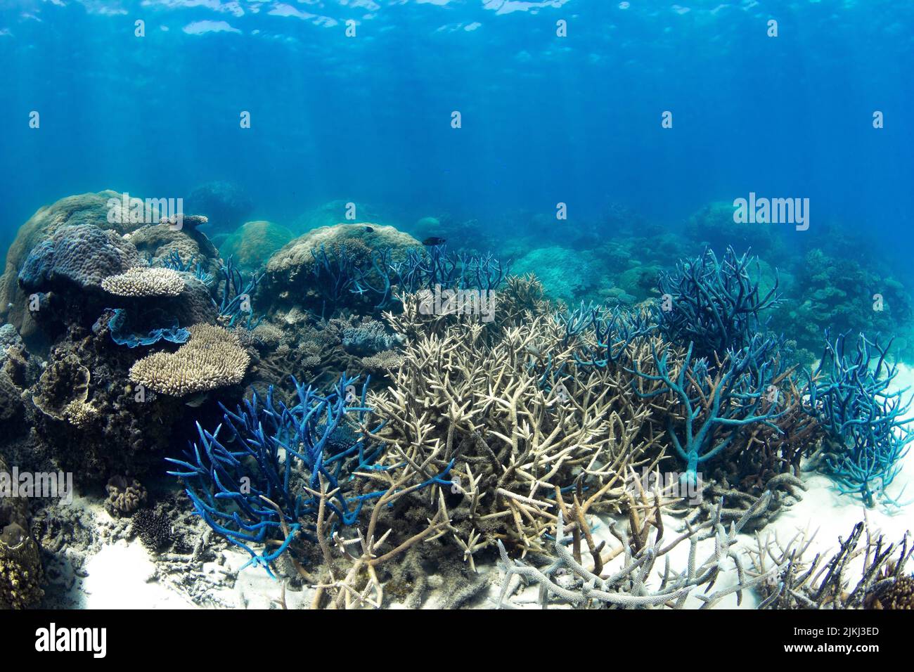 Foto bellissime e colorate della barriera corallina scattate sotto l'acqua alla Grande barriera Corallina, Cairns, Queensland Australia Foto Stock