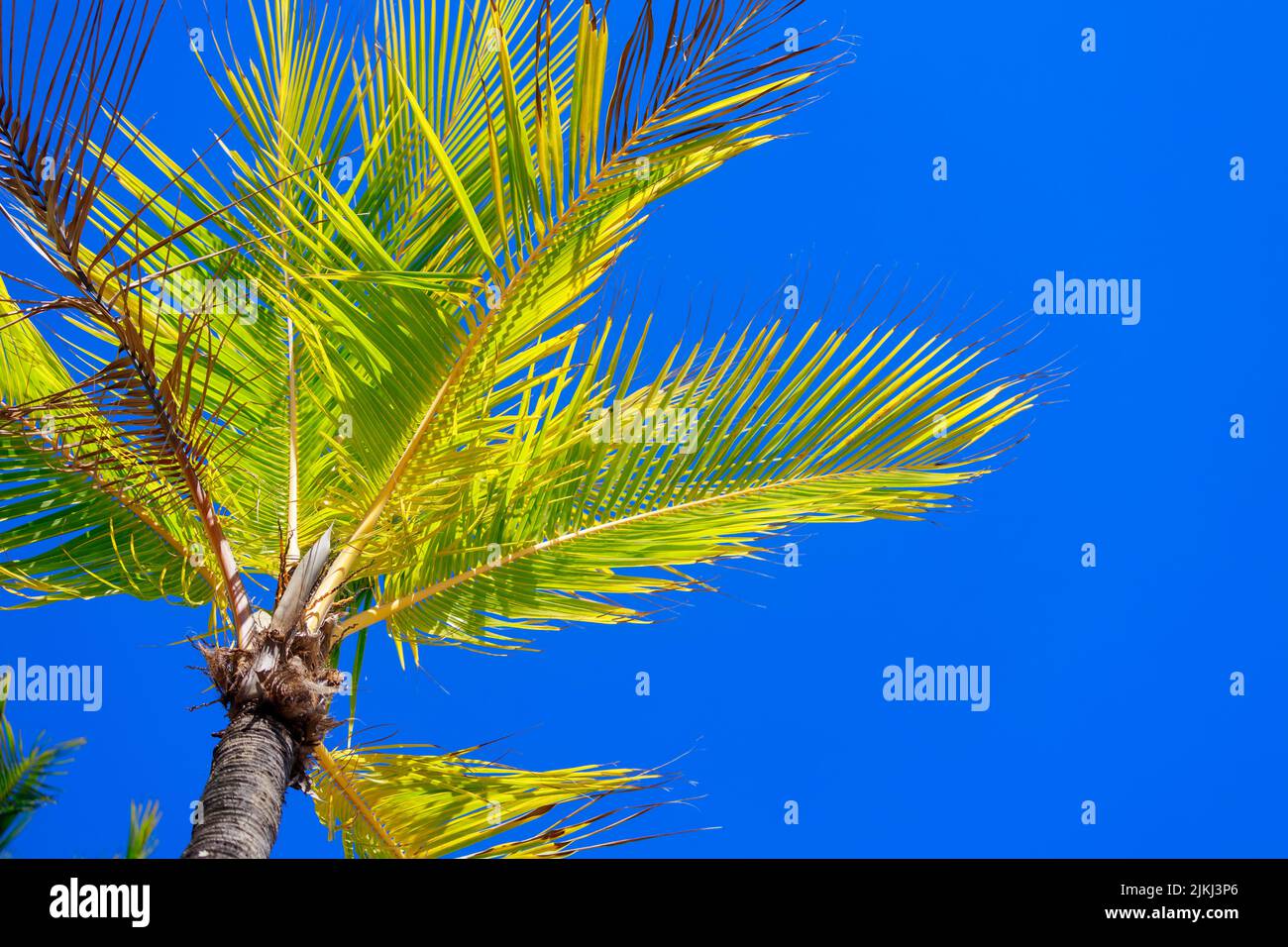 Un angolo basso di una palma che splana sotto il cielo blu della costa Foto Stock