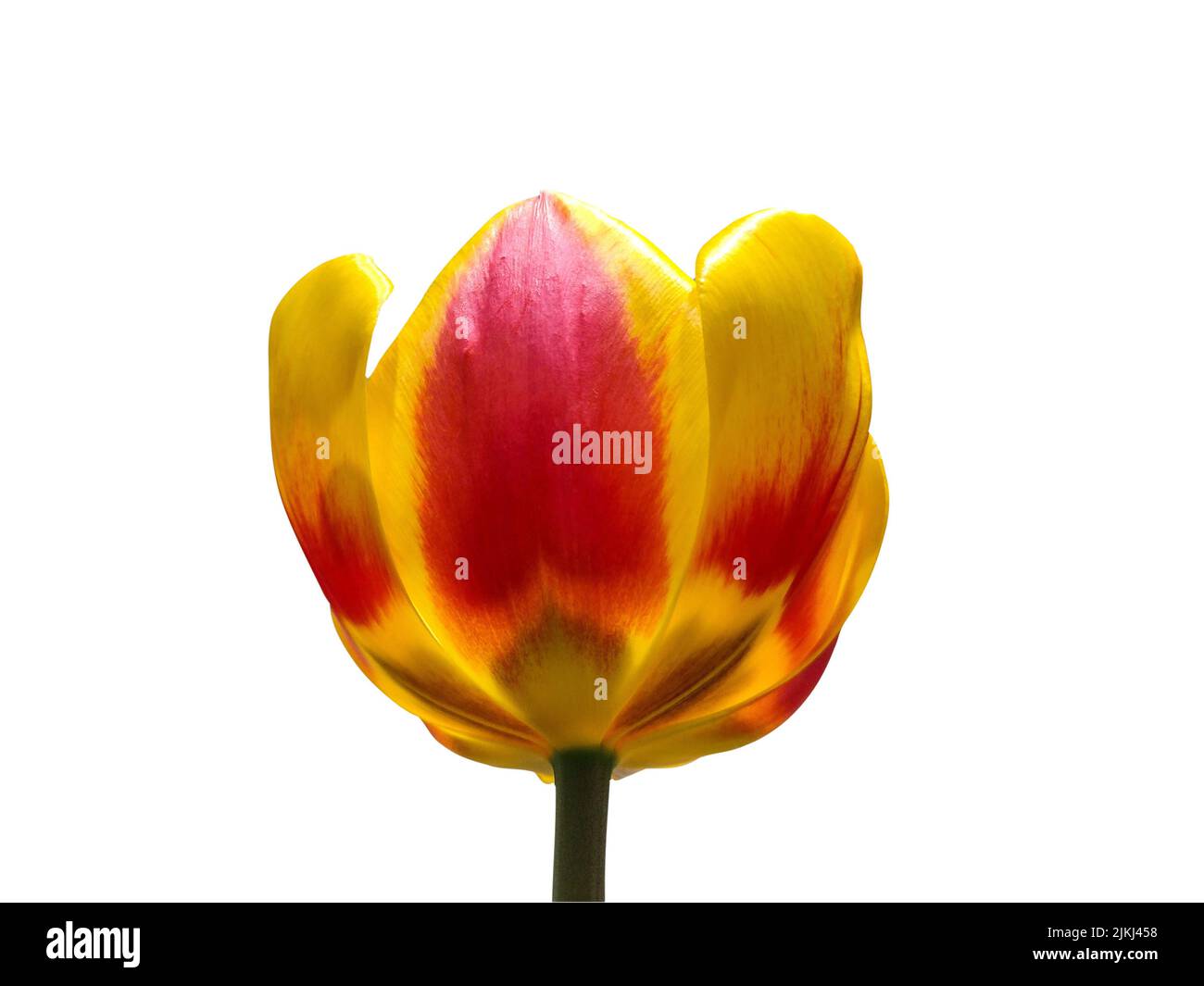 Giallo e rosso tulip isolato su bianco Foto Stock