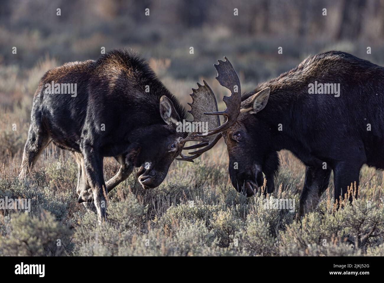 Un colpo di Bull Moose pratica combattendo nel Grand Teton National Park, USA Foto Stock