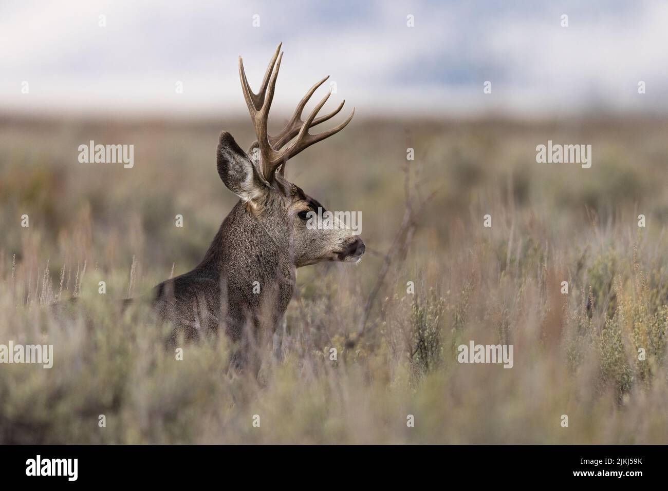 Una foto laterale di un maestoso Mule Deer buck nel Grand Teton National Park, USA Foto Stock