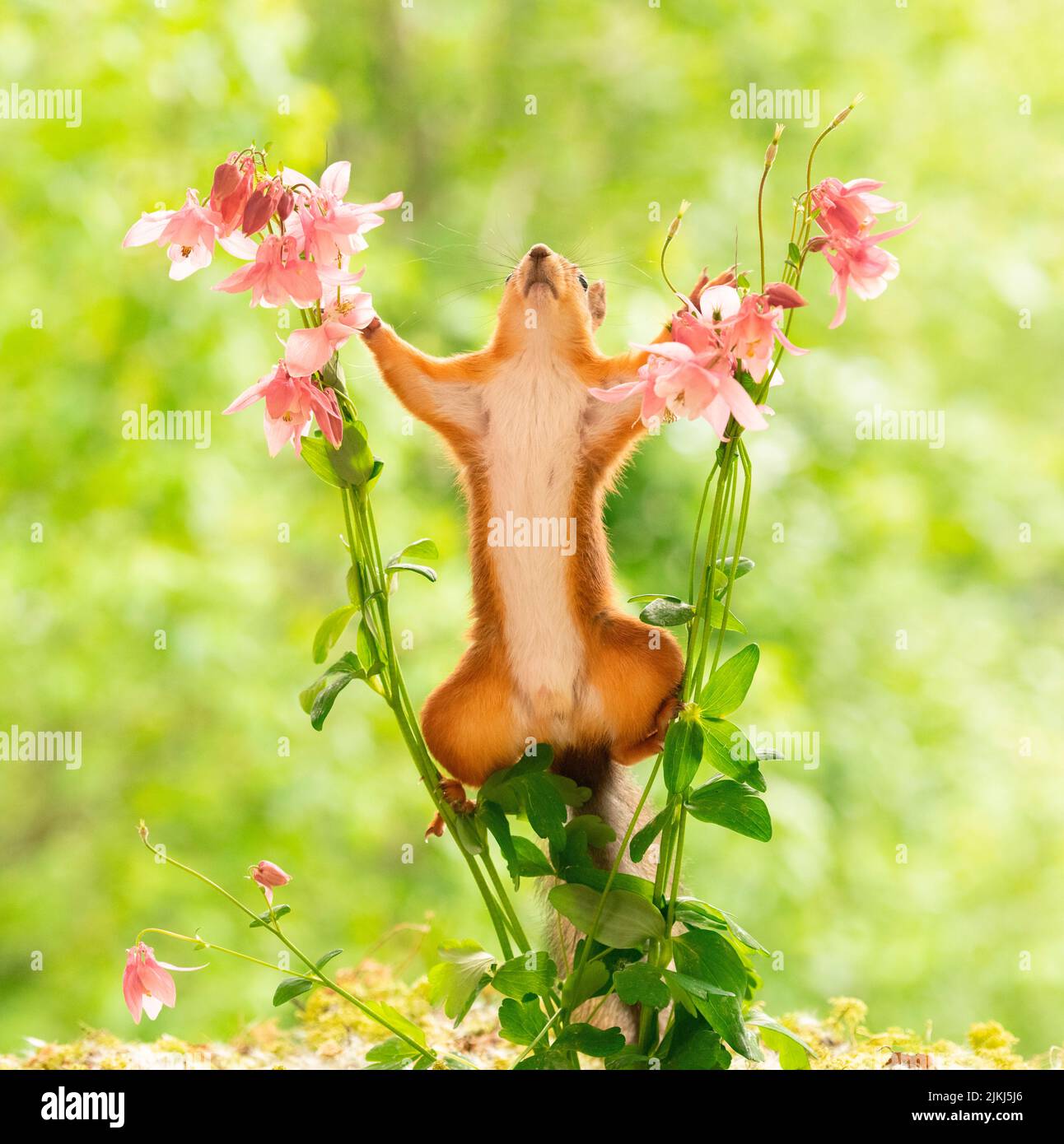 Scoiattolo rosso, Sciurus vulgaris tra fiori Foto Stock
