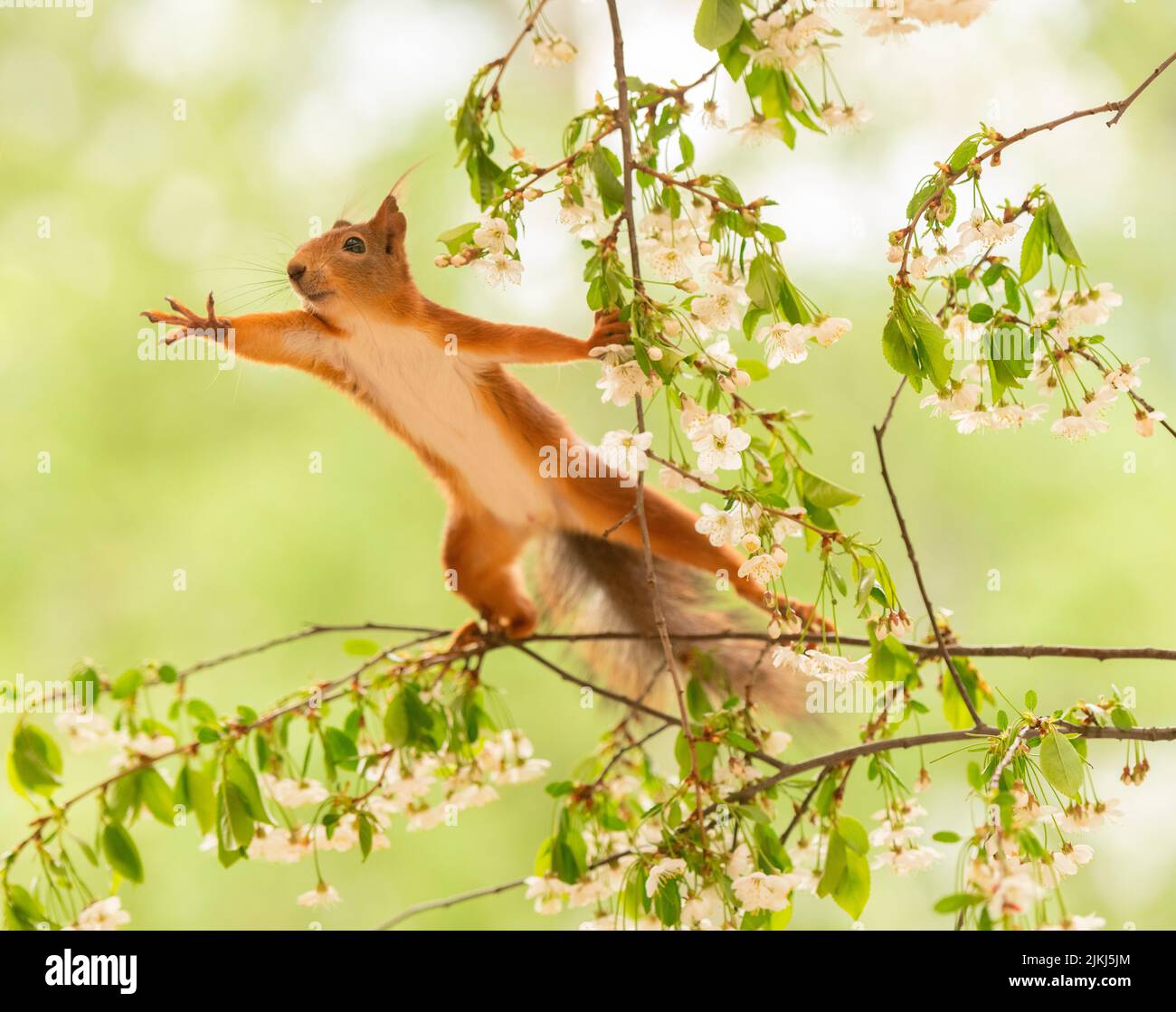 Squirrel rosso che tiene rami di ciliegio che raggiungono fuori Foto Stock