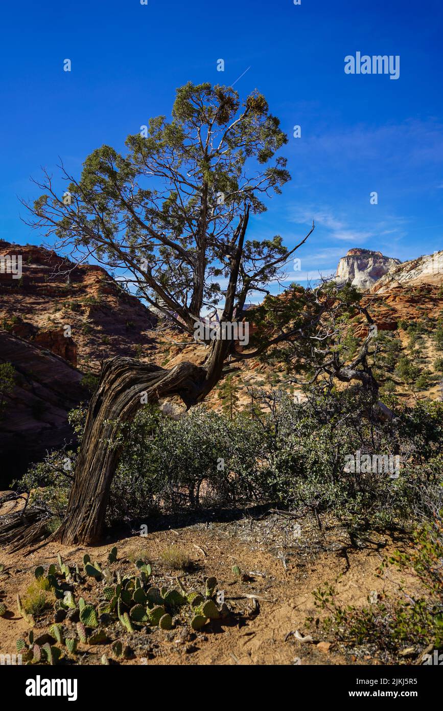 Un colpo verticale di una montagna in clima caldo asciutto e alcune piante sono coltivate con un grande albero vecchio Foto Stock