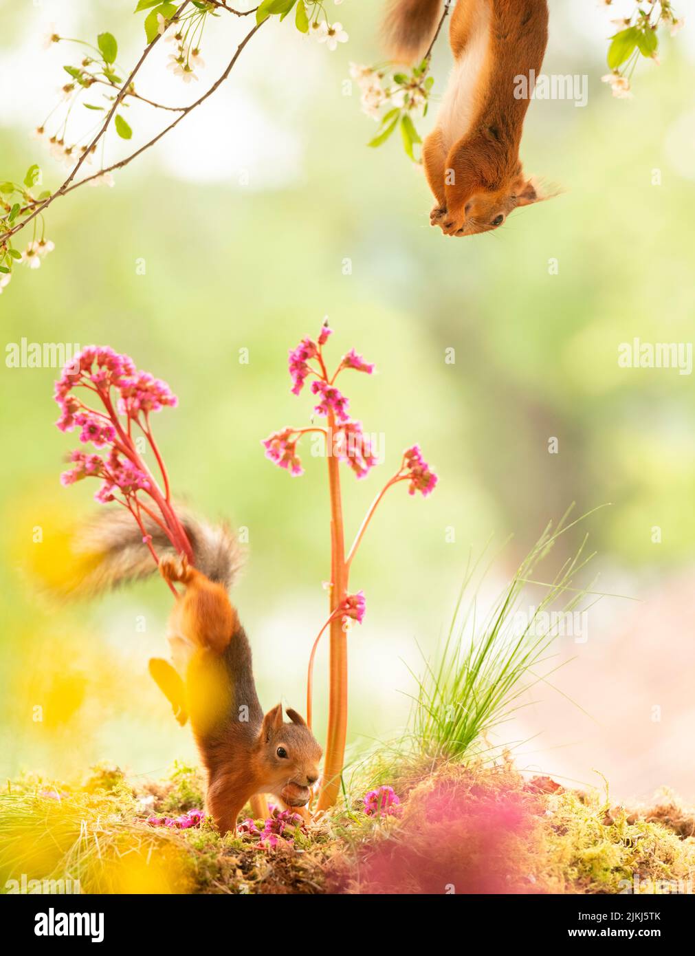 Lo scoiattolo rosso è in piedi con i fiori di Bergenia, un altro sguardo da un ramoscello fiorito Foto Stock