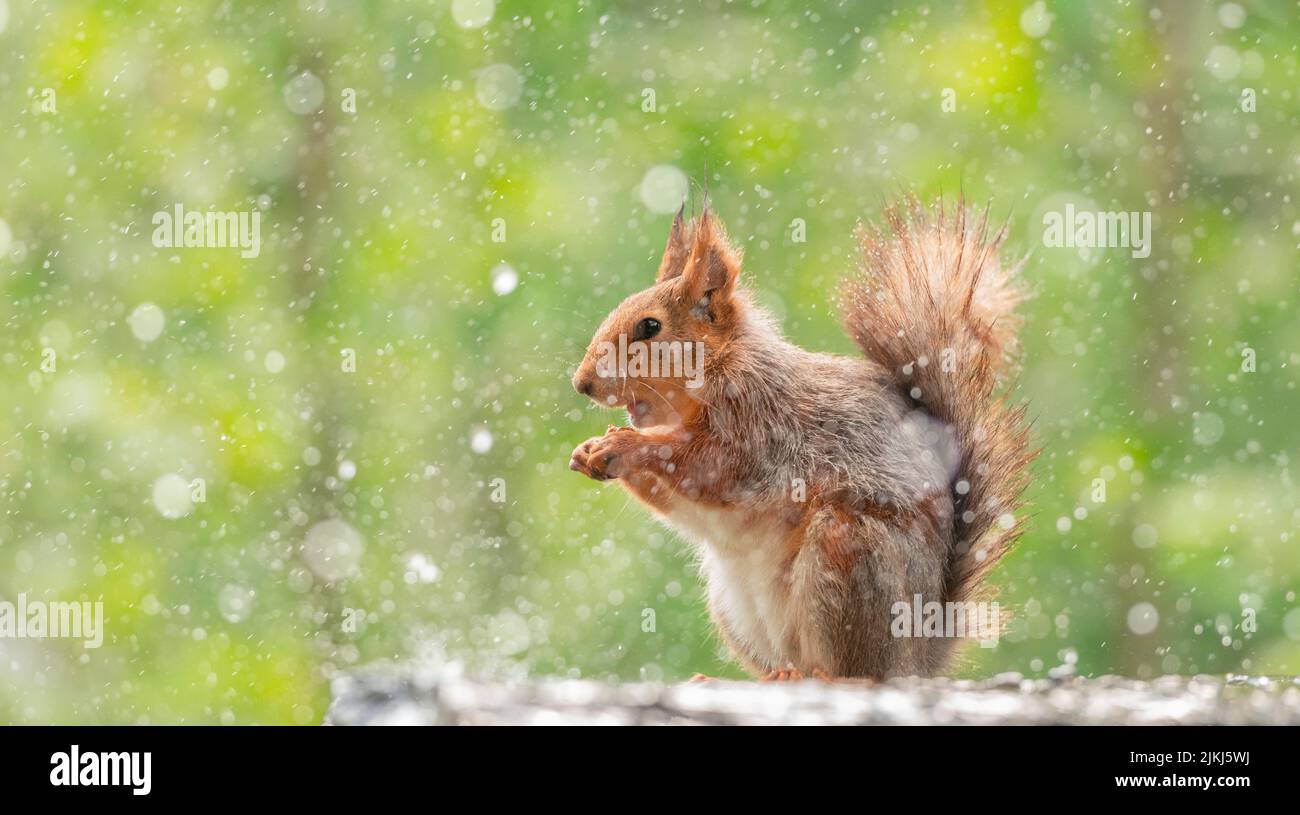 Lo scoiattolo rosso si trova sotto la pioggia Foto Stock