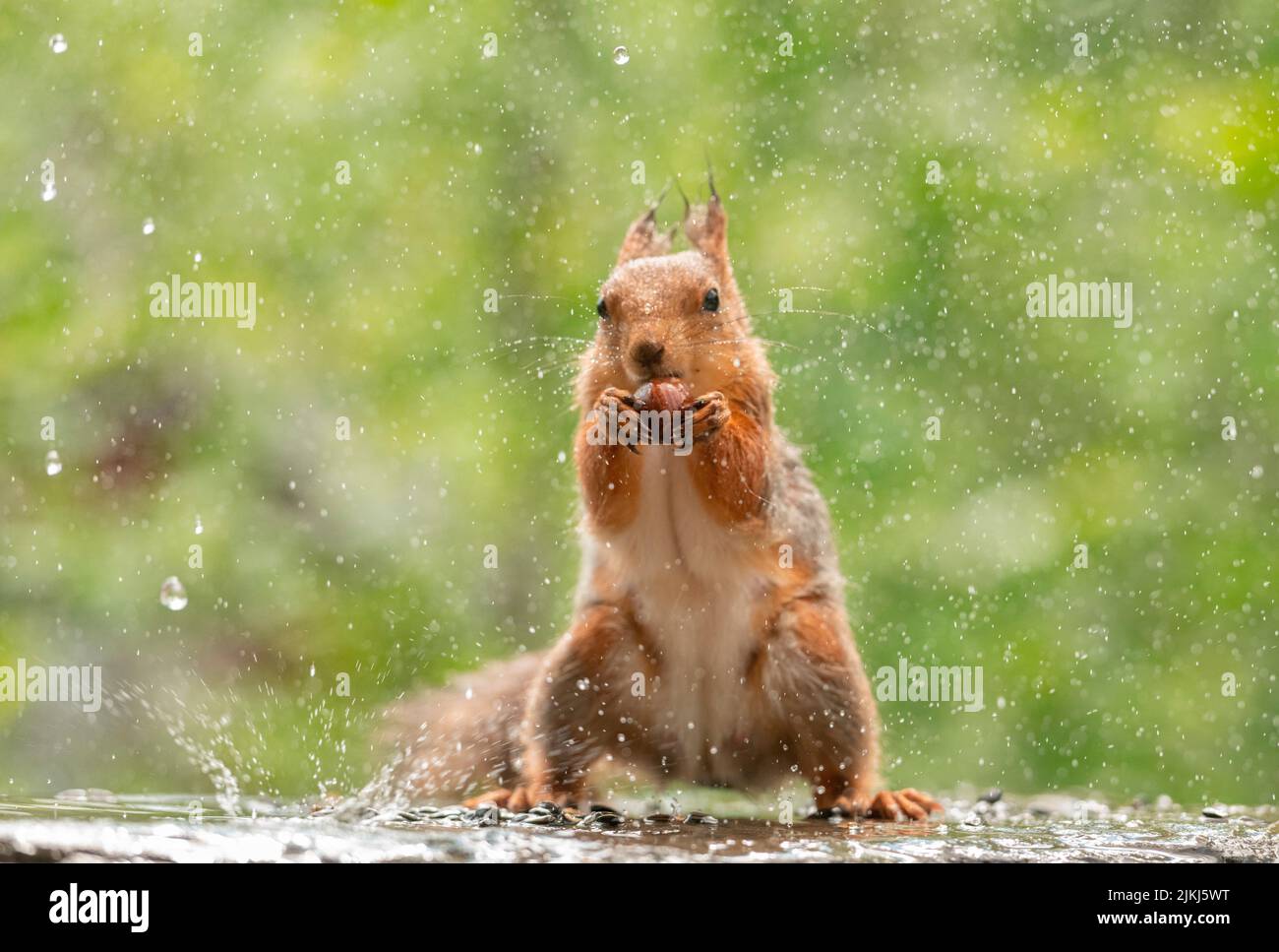 Rosso scoiattolo in piedi sotto la pioggia con dado Foto Stock