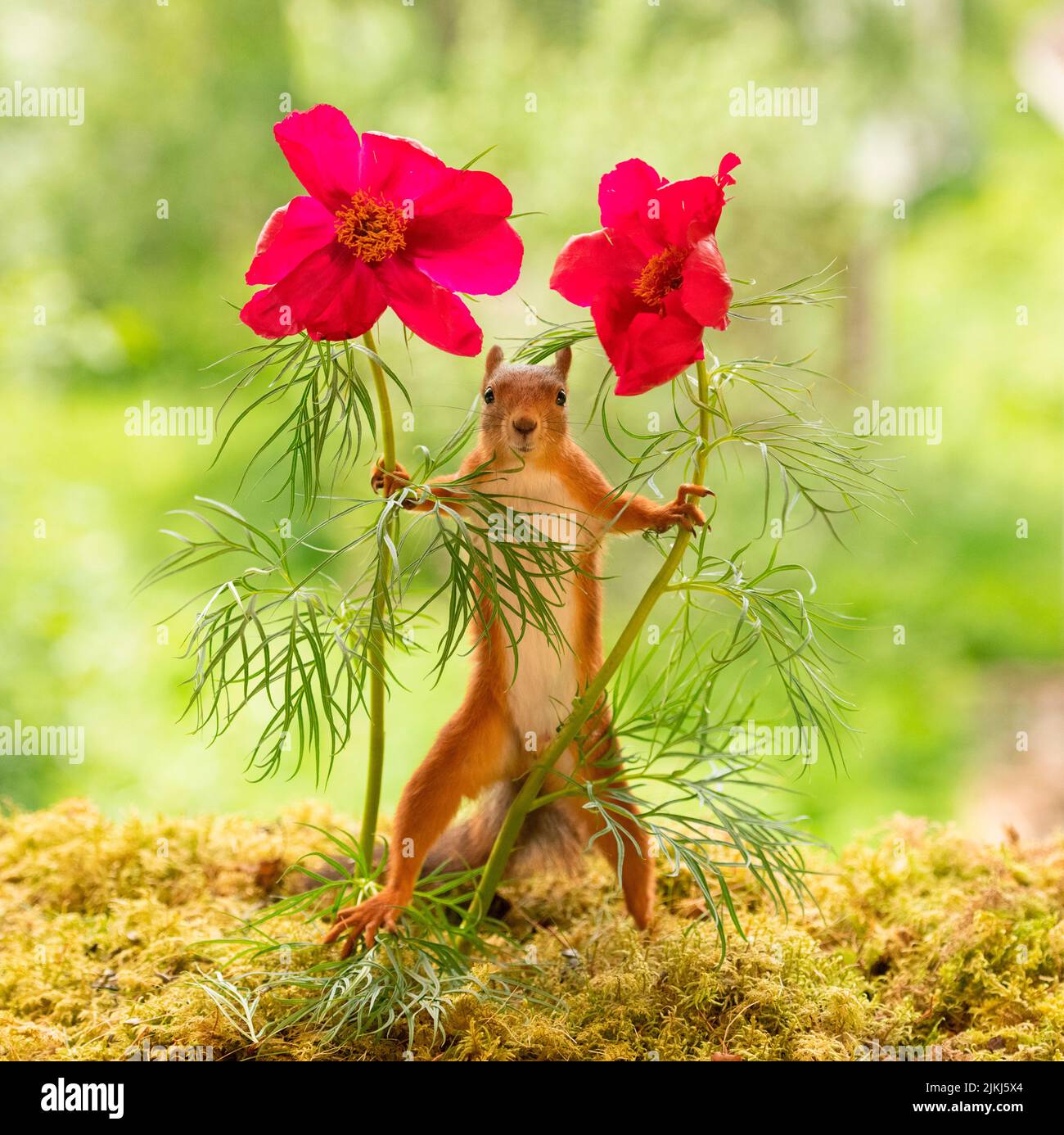 Lo scoiattolo rosso si trova tra i fiori rossi del cosmo del giardino Foto Stock