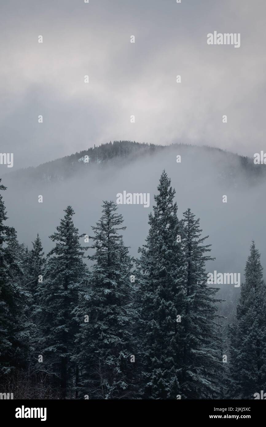 Gli alberi nella neve e le nuvole che scendono. Winter Wonderland. Foto Stock
