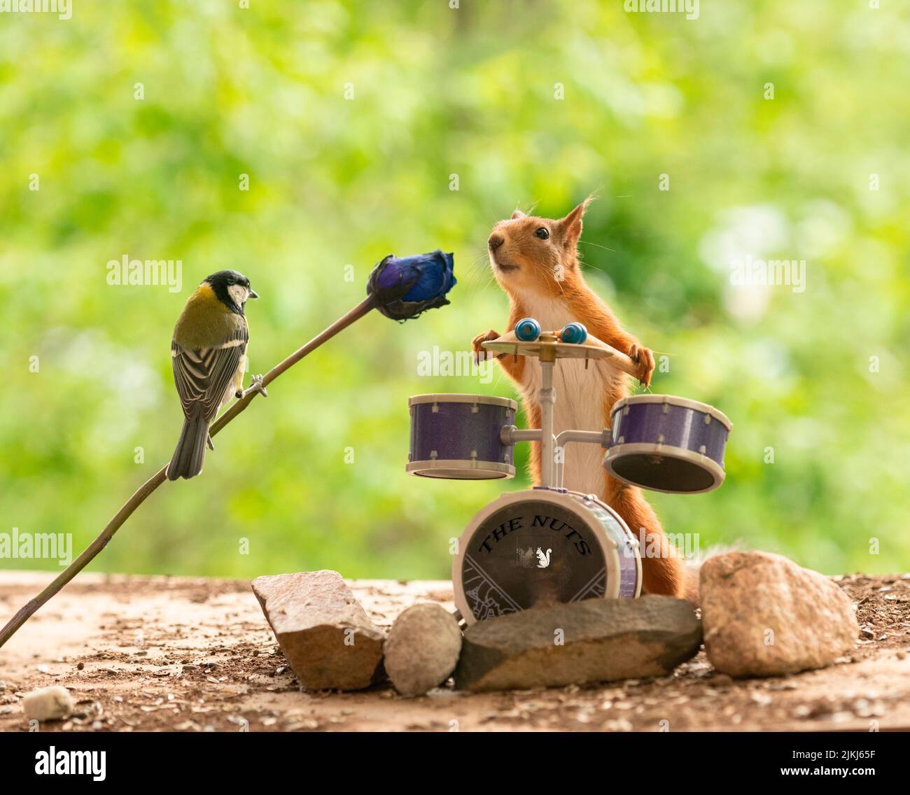 Lo scoiattolo rosso tiene bastoni di tamburo con il microfono del fiore Foto Stock