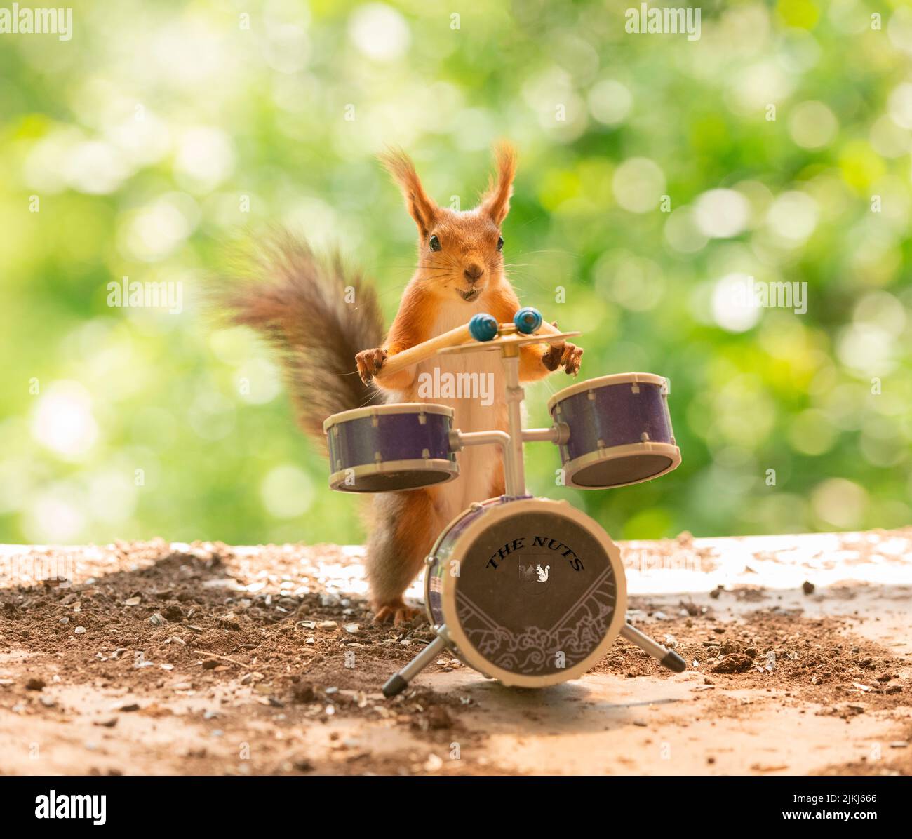 Lo scoiattolo rosso tiene bastoni di tamburo con i tamburi Foto Stock