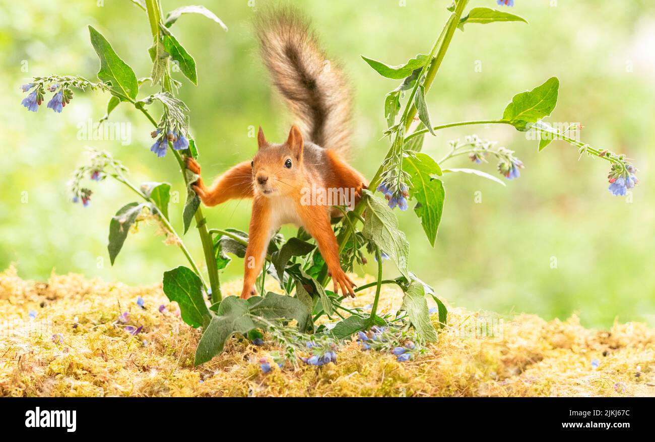 Lo scoiattolo rosso è in piedi tra i fiori comfrey Foto Stock