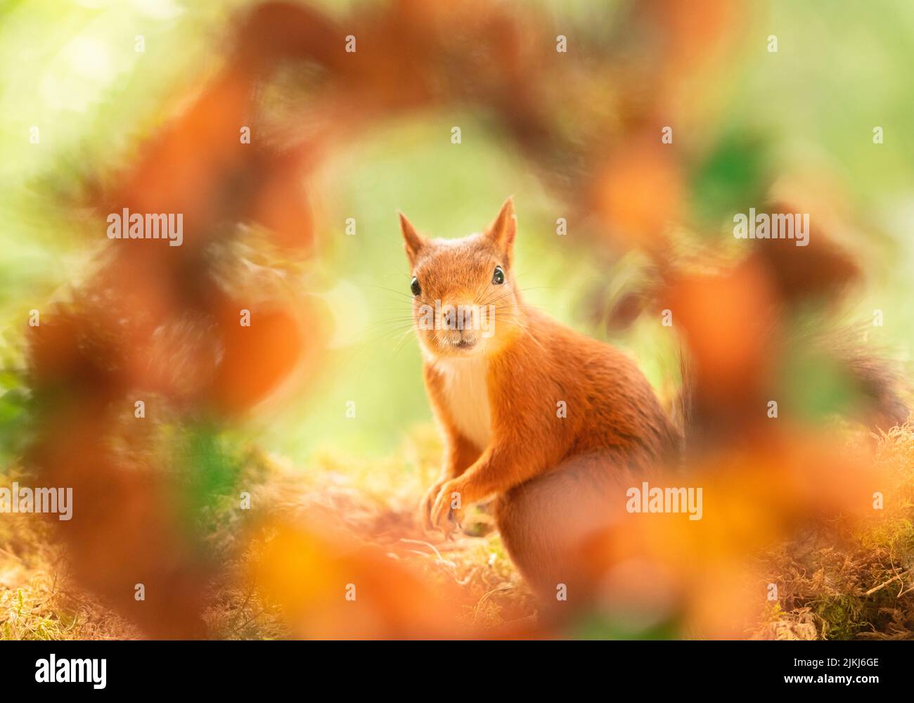 Squirrel rosso primo piano in un telaio Foto Stock