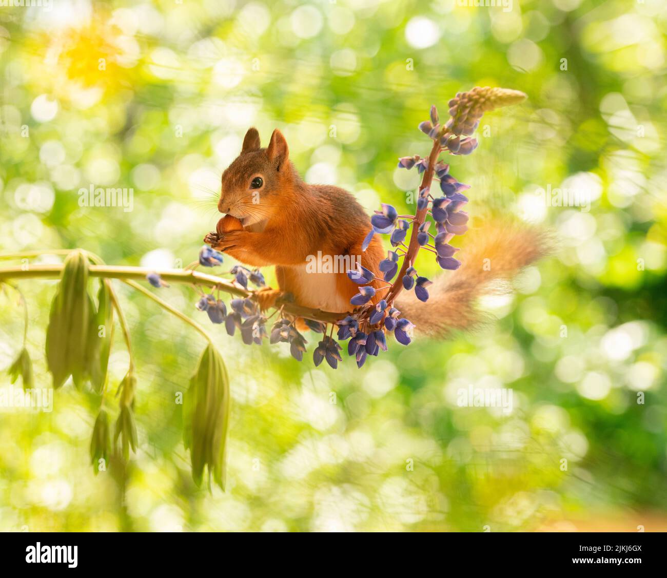 Rosso scoiattolo stand su fiori lupino Foto Stock