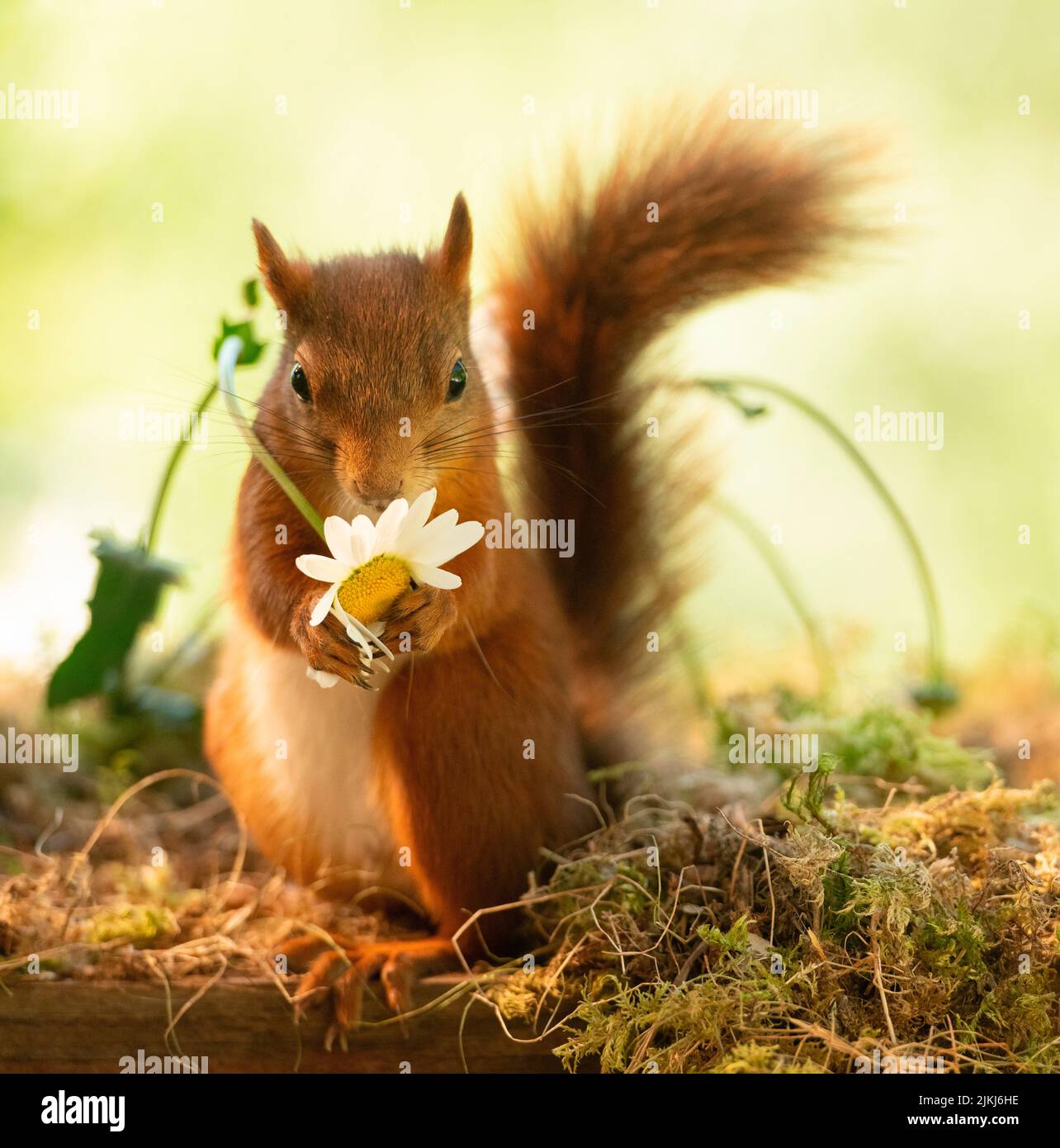 Lo scoiattolo rosso è in possesso di un fiore di marguerite Foto Stock