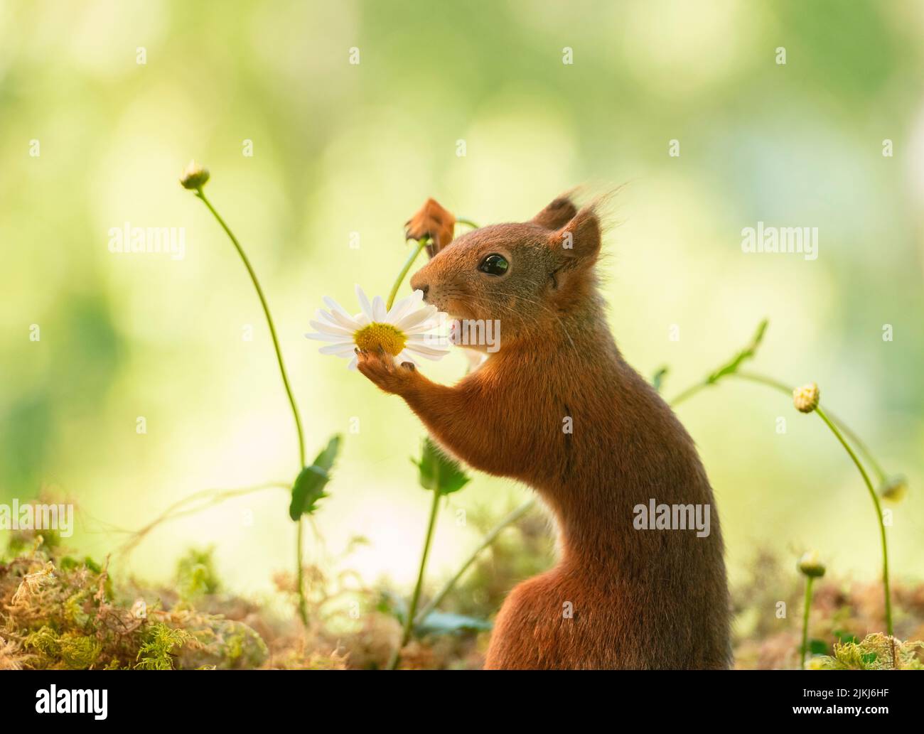 Lo scoiattolo rosso è in possesso di un fiore di marguerite Foto Stock