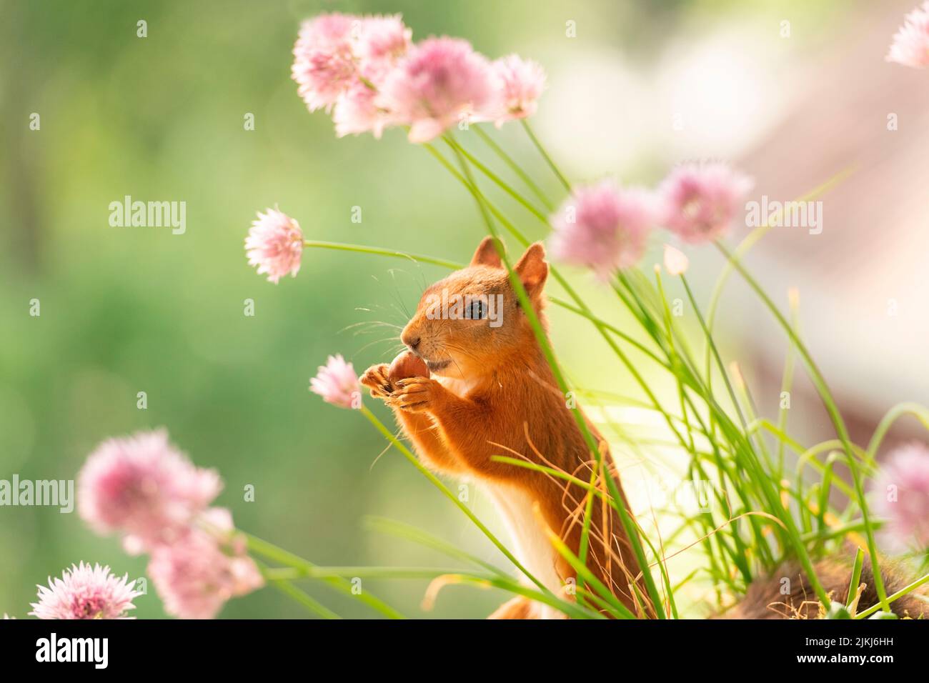 Rosso scoiattolo stand tra erba cipollina fiori, mangiare un dado Foto Stock