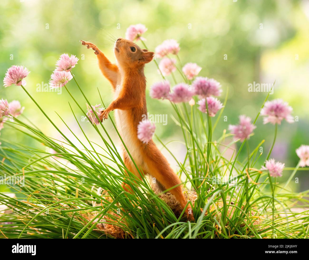 Rosso scoiattolo stand tra erba cipollina fiori Foto Stock