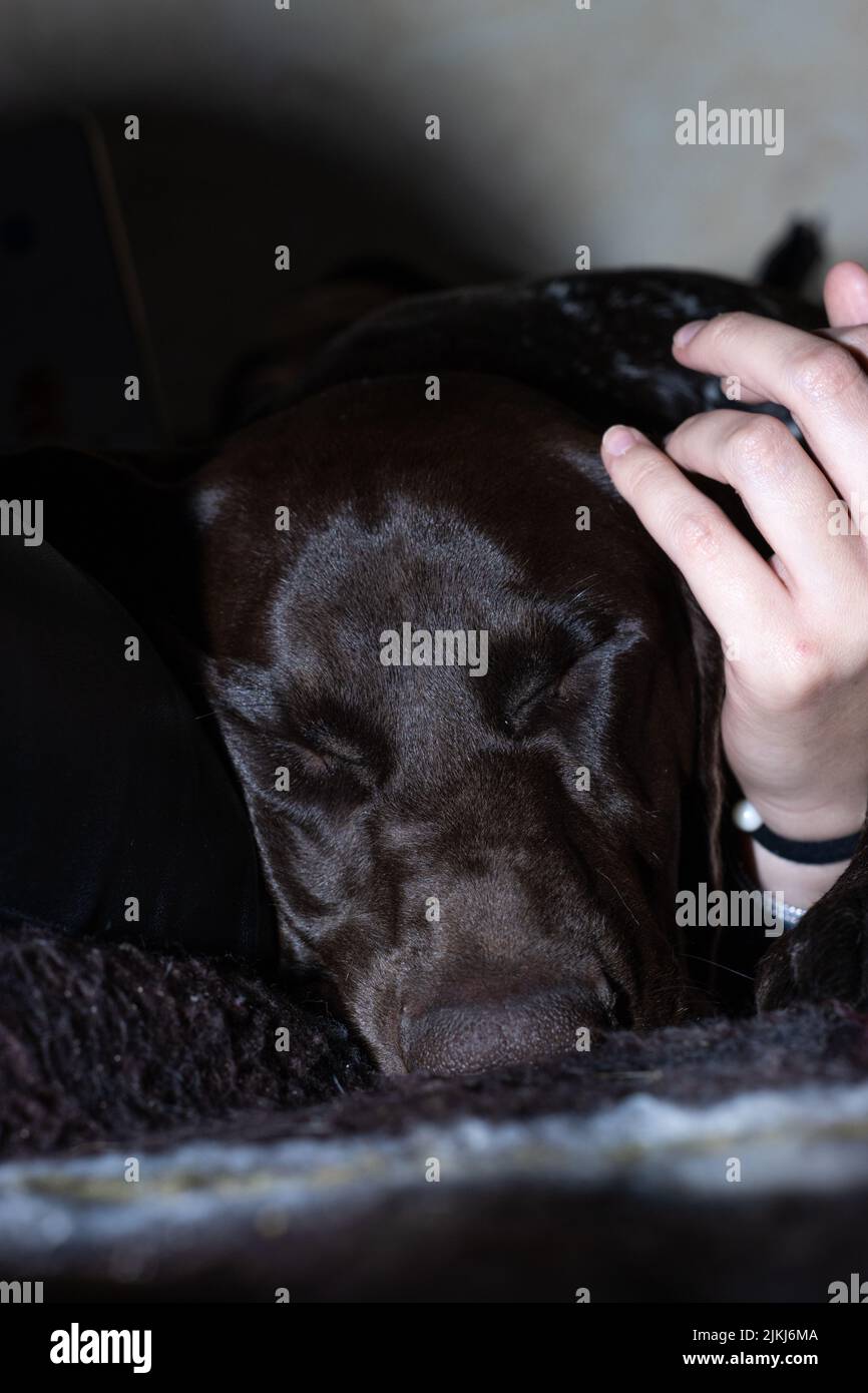 ritratto verticale del cane che dorme mentre viene accarezzato Foto Stock