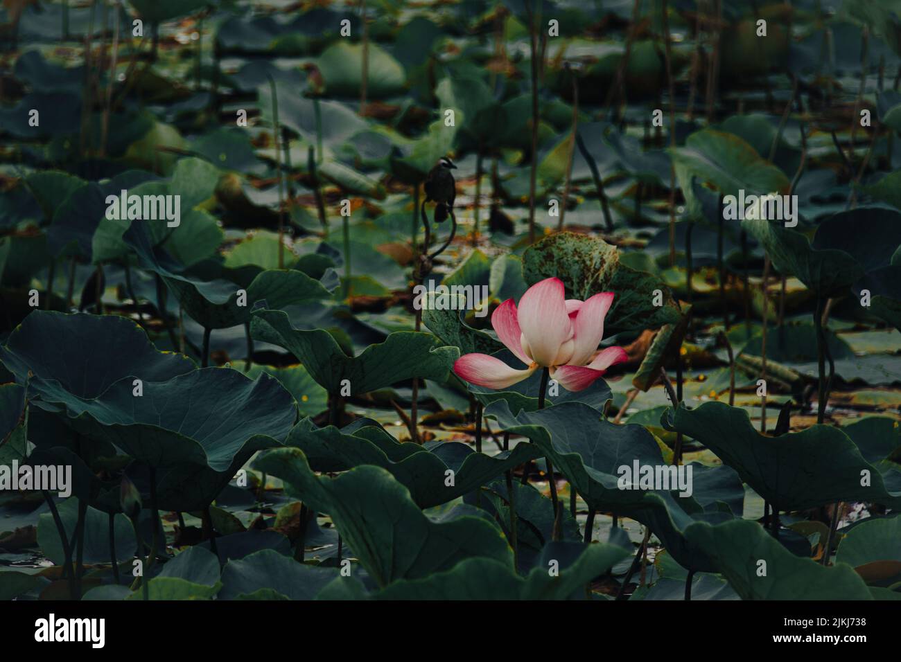 Il fiore di loto o Nelumbo nucifera in uno stagno di foglie delicatamente ondeggianti Foto Stock