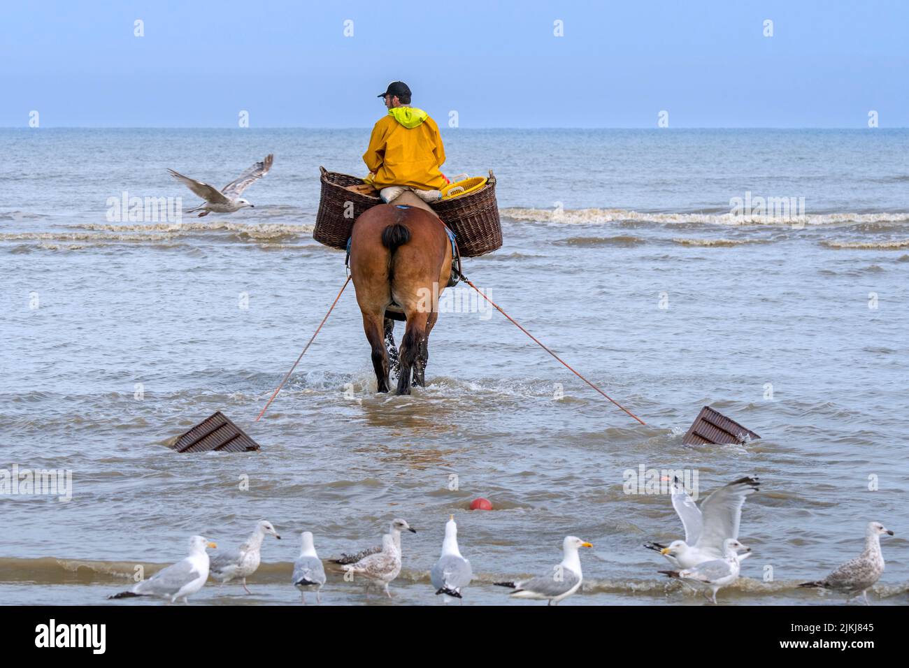 Shrimper sul progetto di cavallo (Equus caballus) con dragnet adibiti alla pesca di gamberetti lungo la costa del Mare del Nord, Oostduinkerke, Belgio Foto Stock