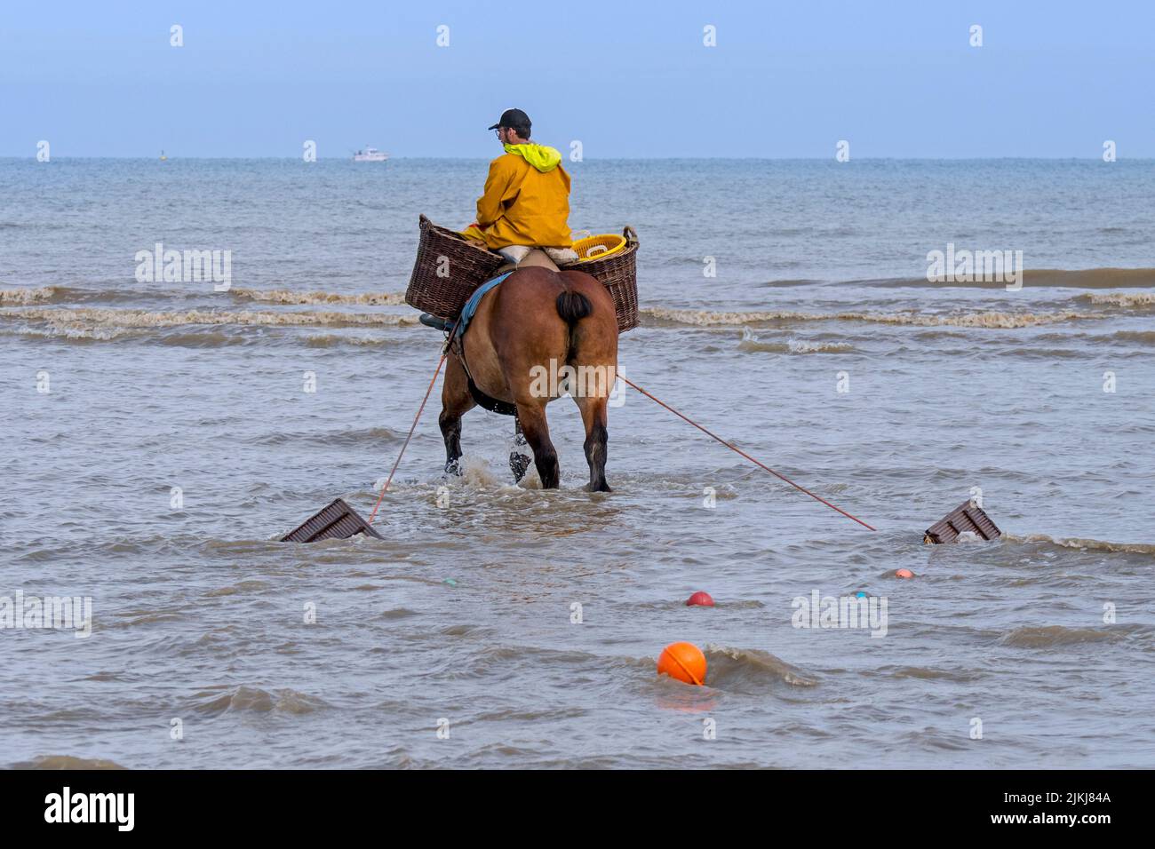 Shrimper sul progetto di cavallo (Equus caballus) con dragnet adibiti alla pesca di gamberetti lungo la costa del Mare del Nord, Oostduinkerke, Belgio Foto Stock