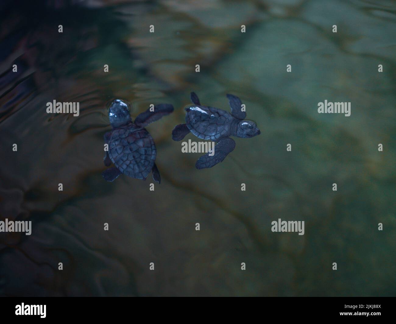 Un primo piano di tartarughe per bambini. La Società di conservazione delle tartarughe marine Foto Stock