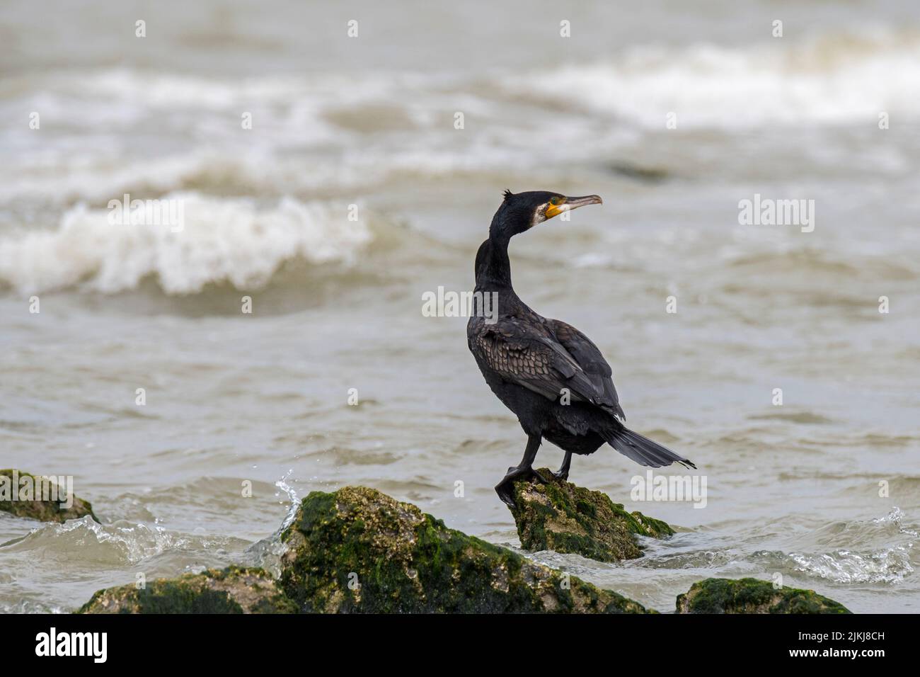 Grande cormorano (Phalacrocorax carbo) che riposa su masso lungo la costa del Mare del Nord in estate Foto Stock